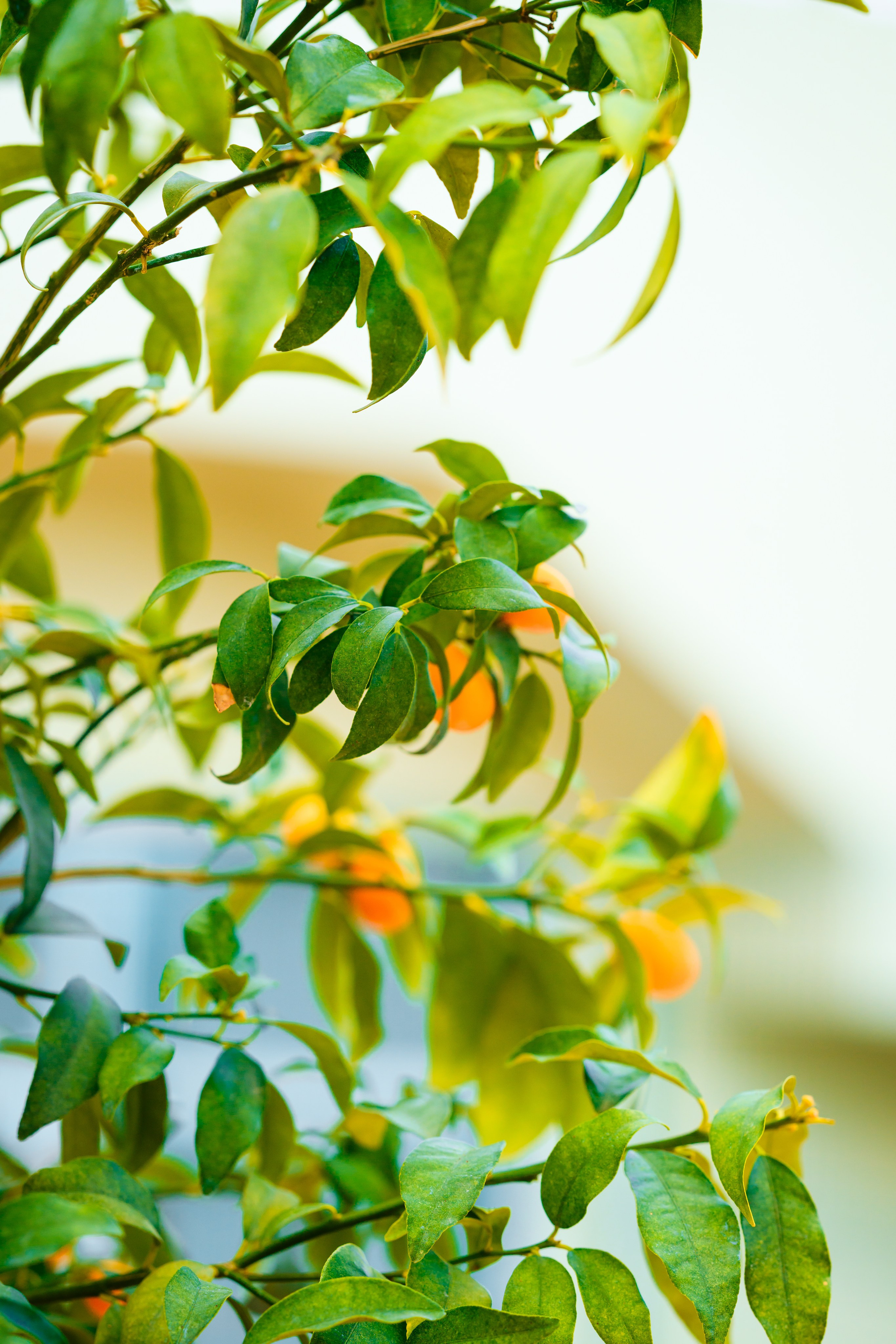 Свадебные фотосессии. Роспись в ЗАГСе. Выездная регистрация. Студийный и свадебный фотограф и видеограф в Севастополе — Юлия Макаренко