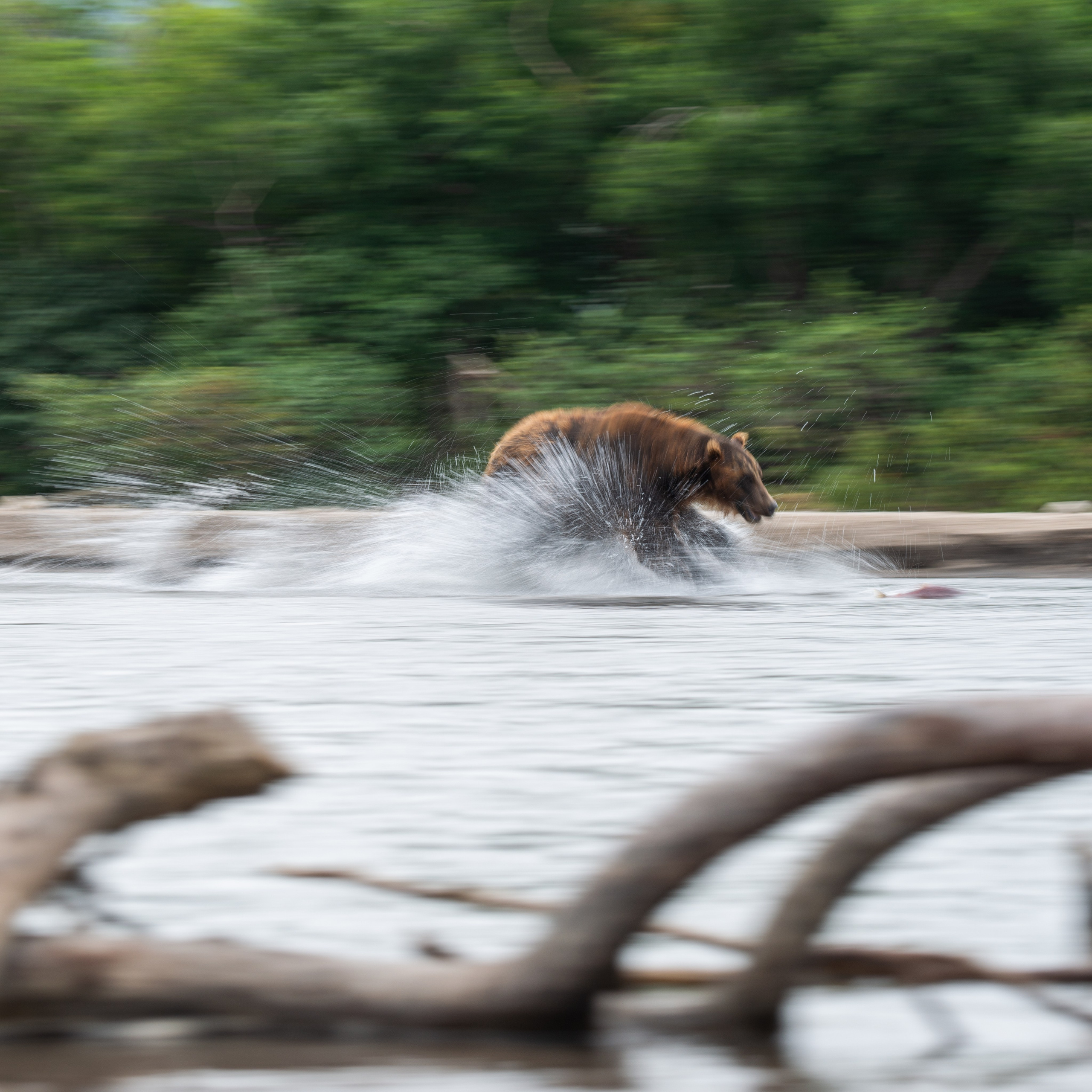 Камчатка — земля медведей. Игорь Иванко — Репортажный и событийный фотограф. Москва