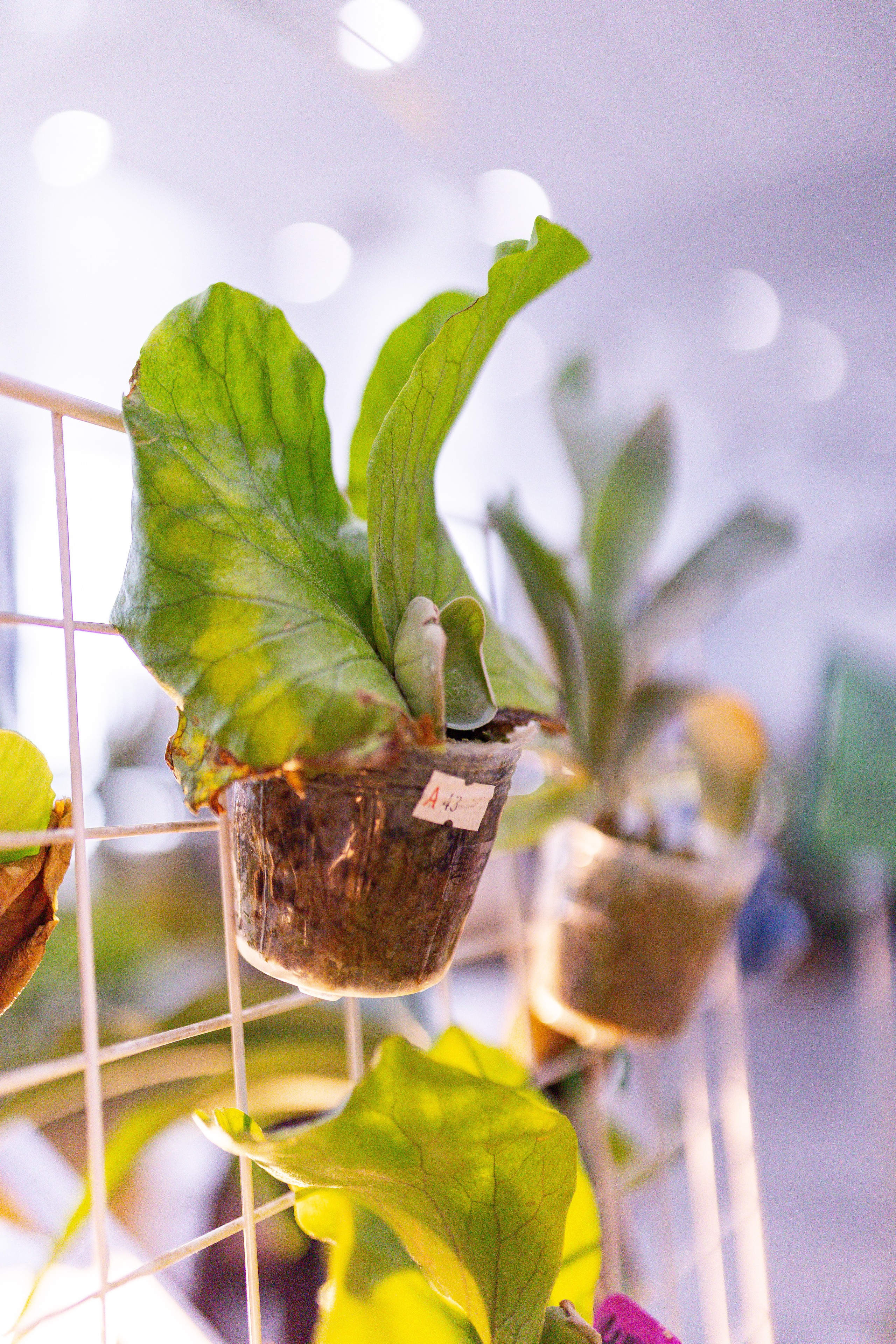 Орхидиум сентябрь 2025. Александра Куликова фотограф, Москва