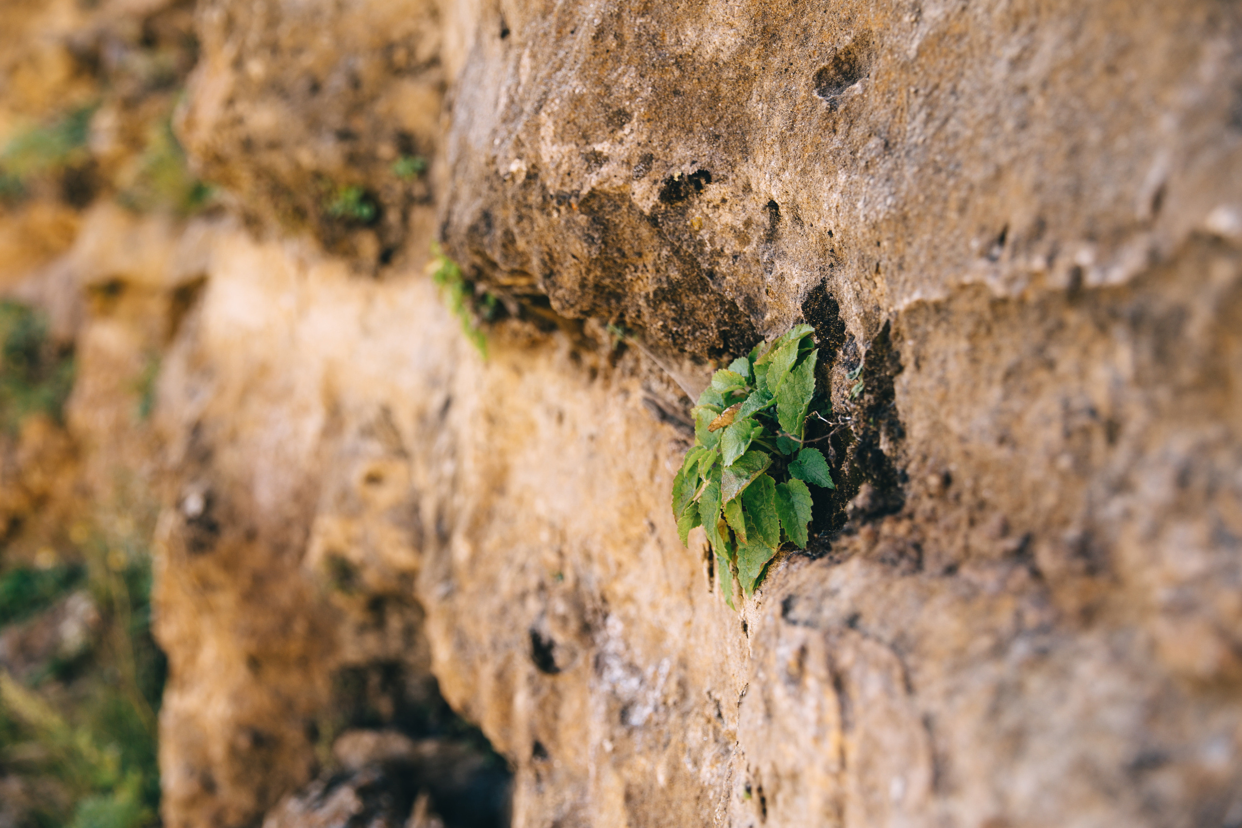 Бермамыт. Самый свадебный фотограф