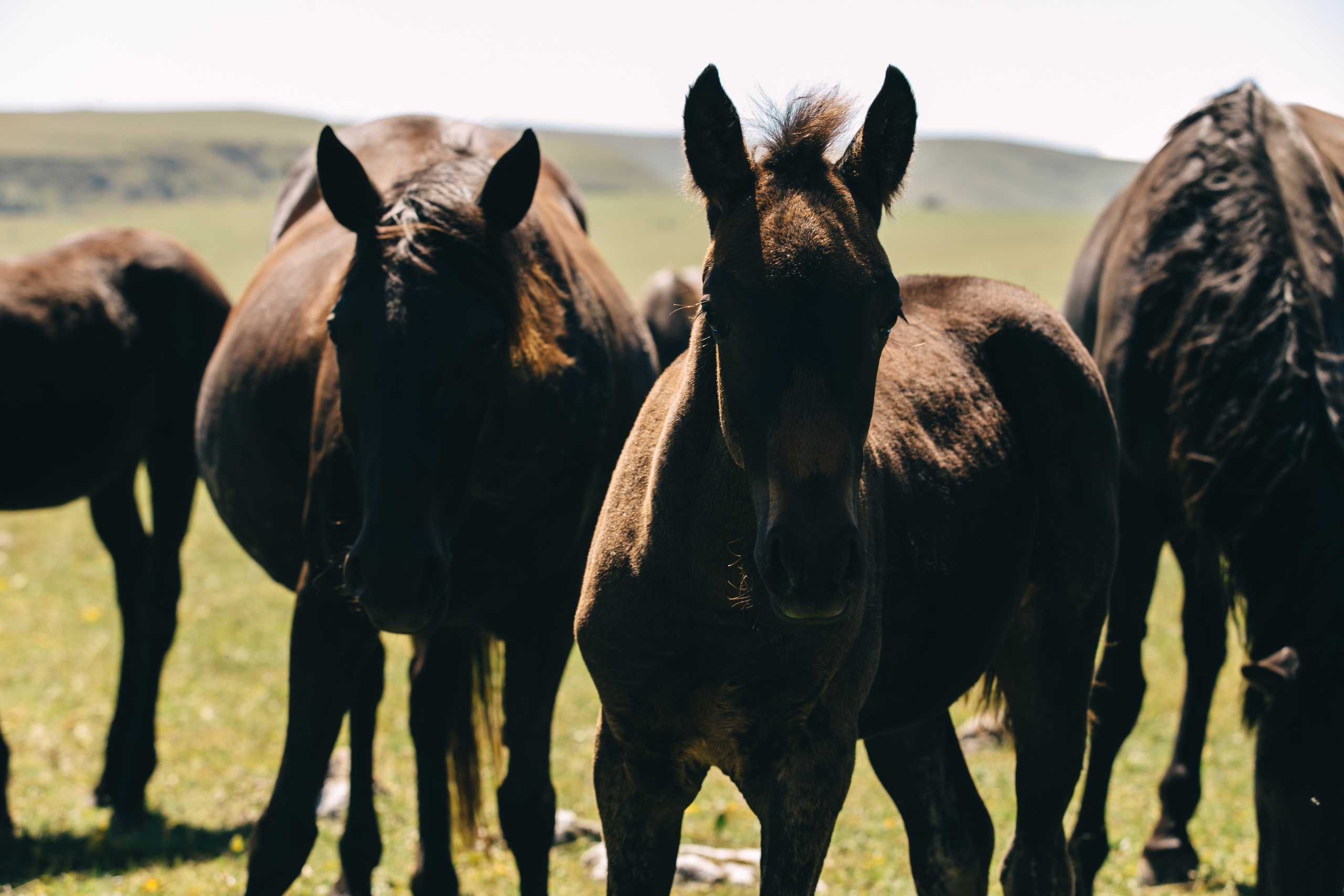 Бермамыт. Самый свадебный фотограф