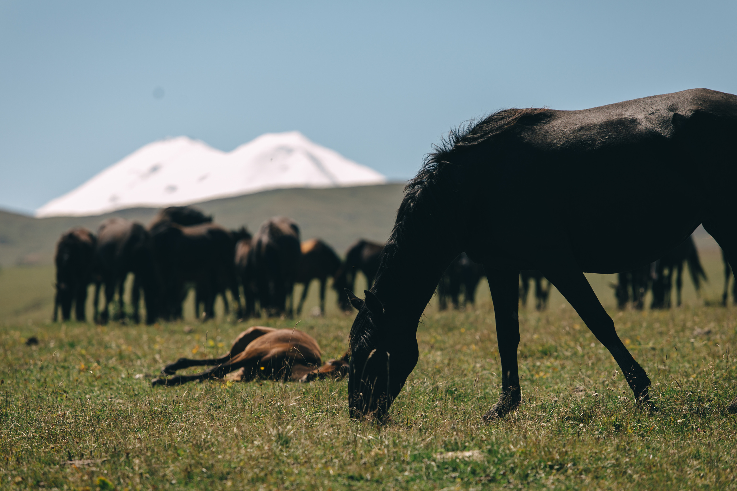 Бермамыт. Самый свадебный фотограф