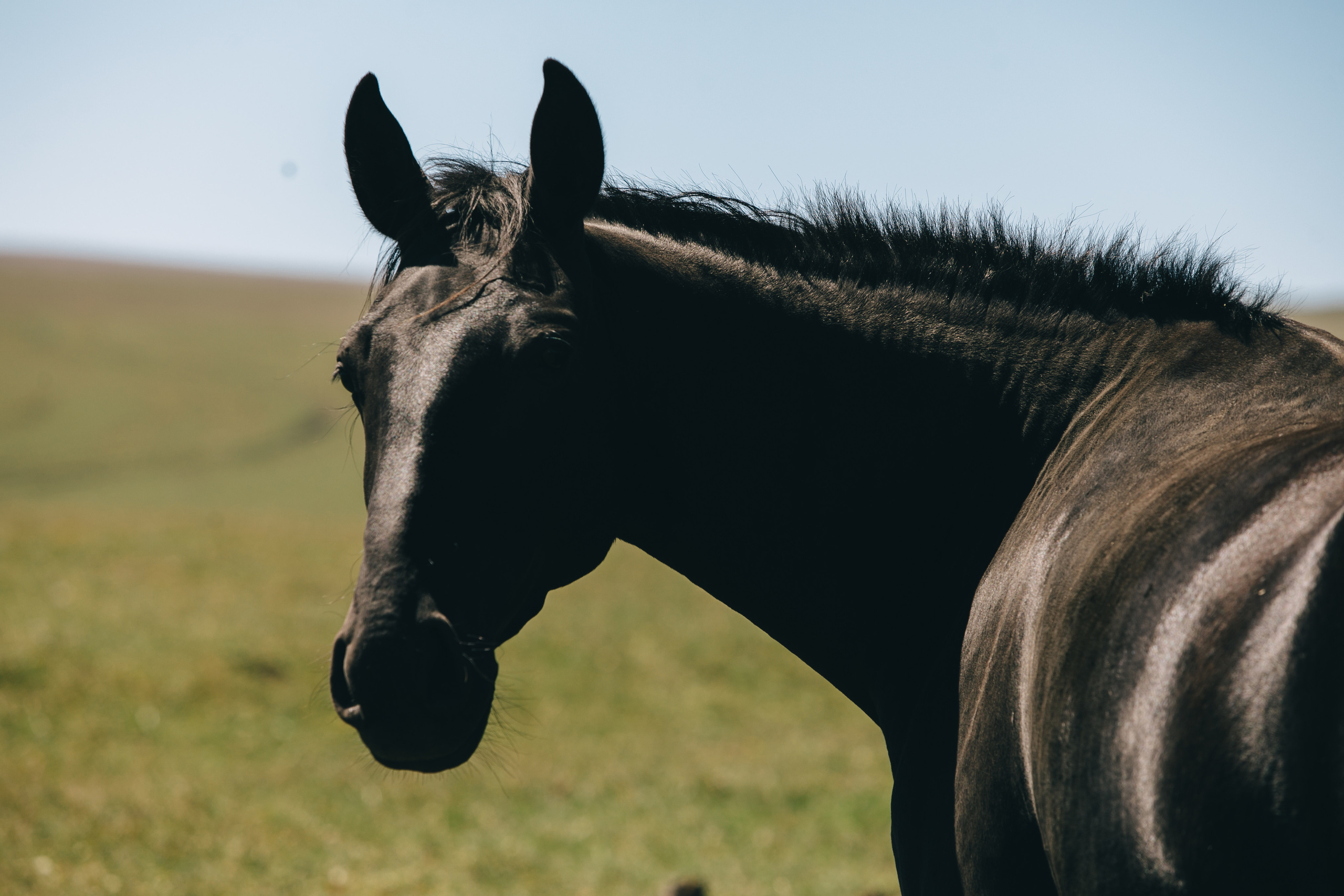 Бермамыт. Самый свадебный фотограф