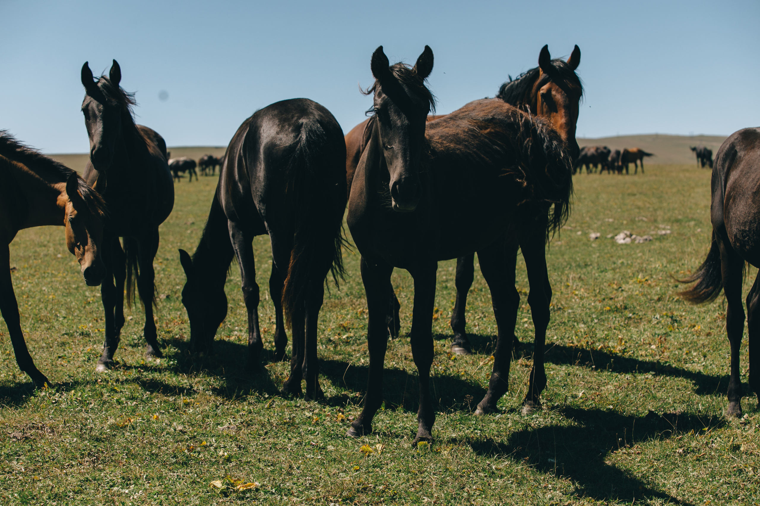 Бермамыт. Самый свадебный фотограф