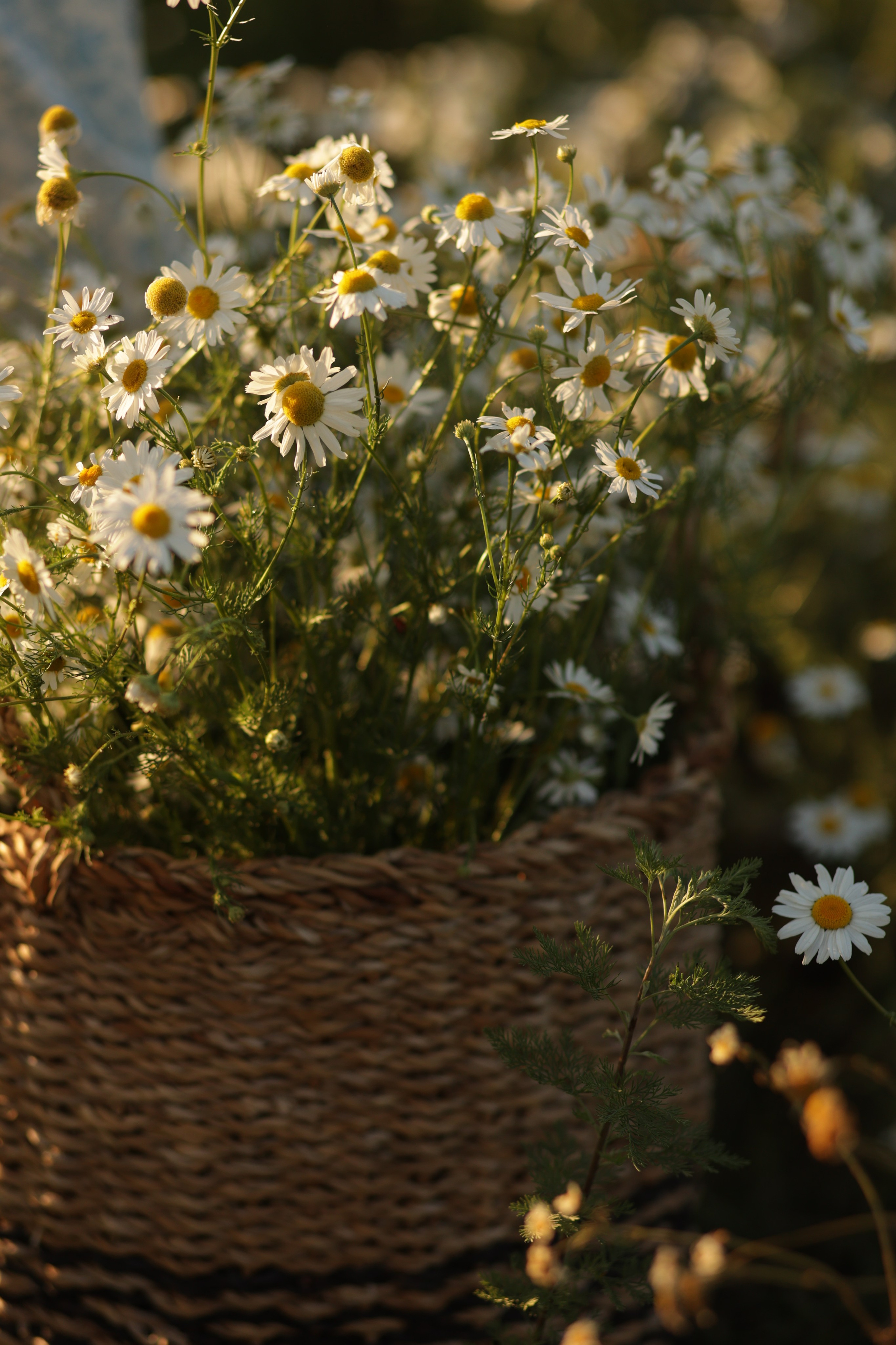 Девчонки в ромашках. Семейный фотограф в Саратове Юлия Охотникова