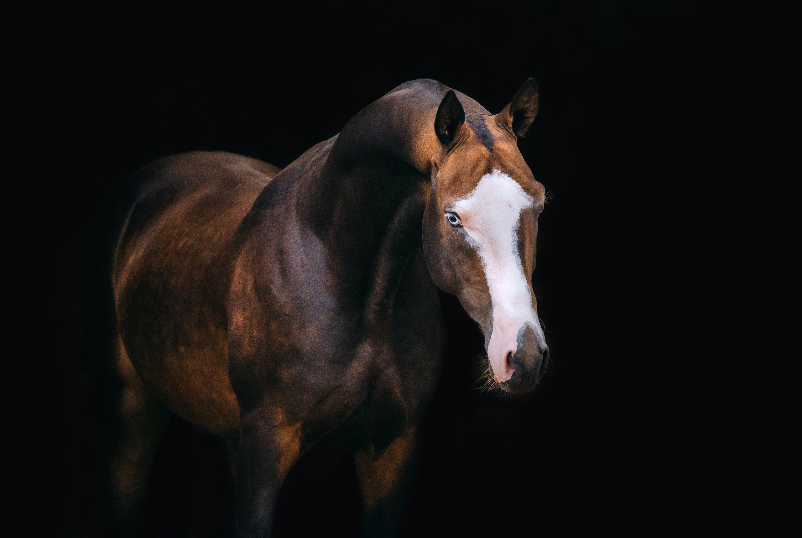 На черном фоне. Фотограф-анималист Ксендзова Кристина
