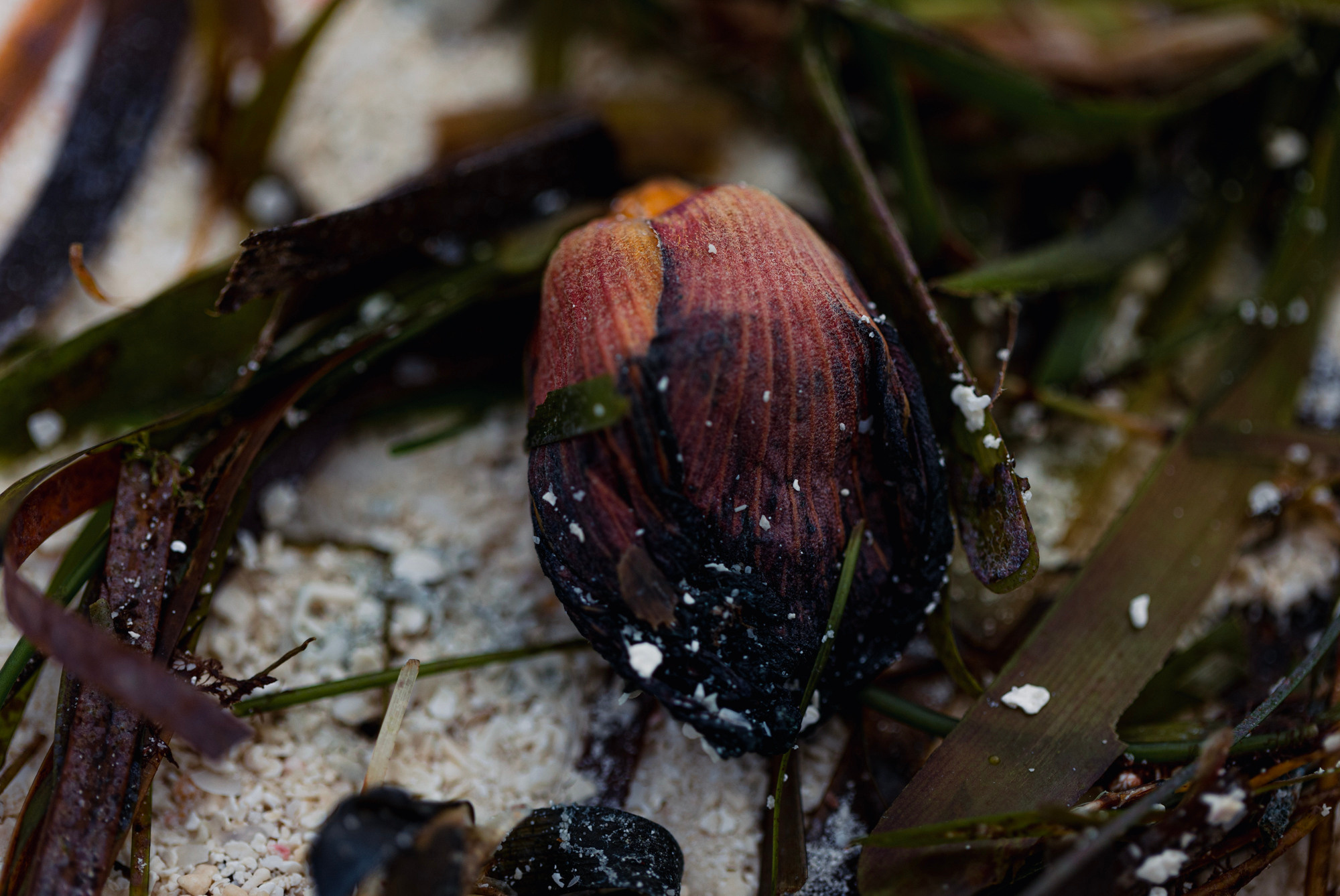 Nature /Природа. Photografer