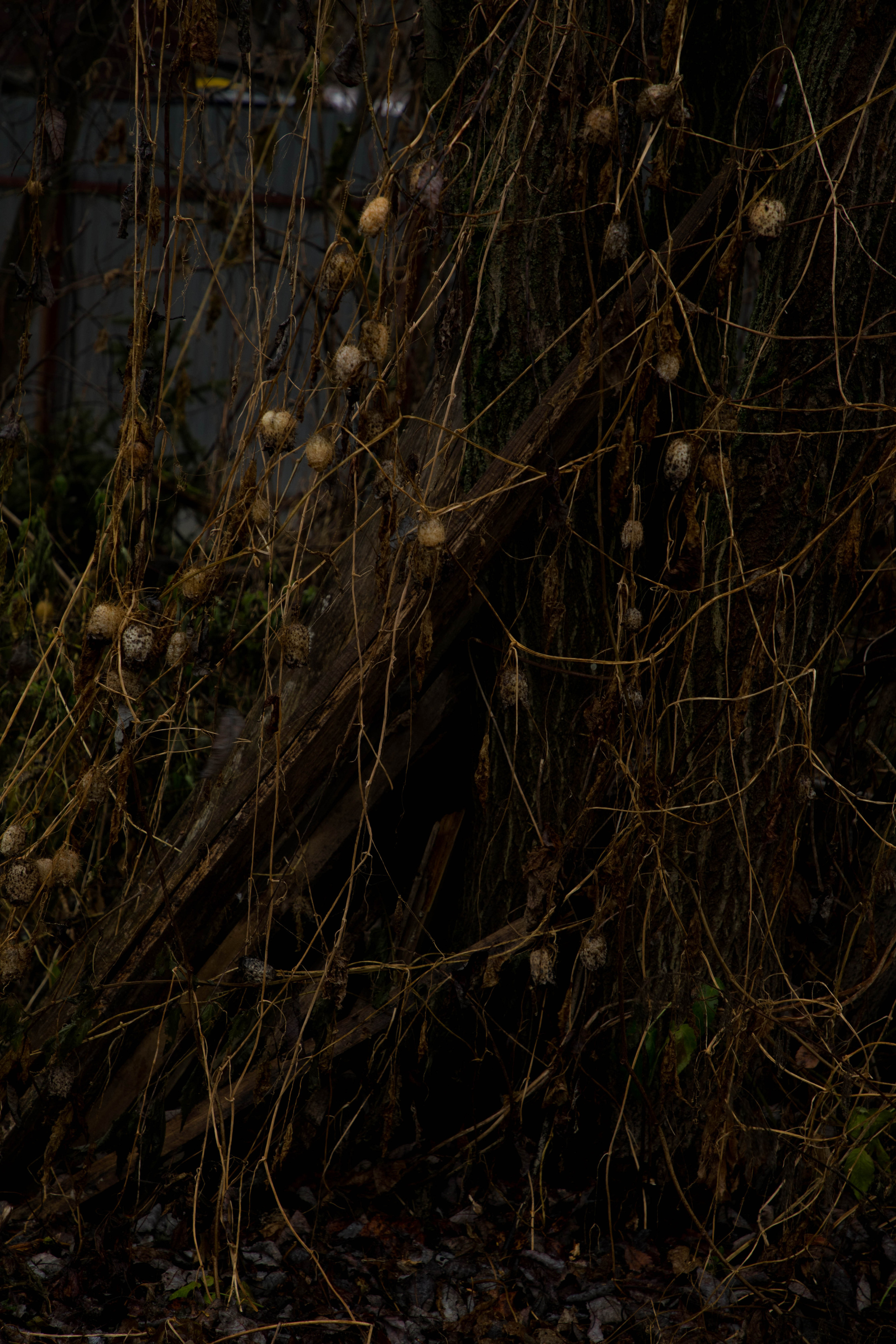 Nature /Природа. Photografer