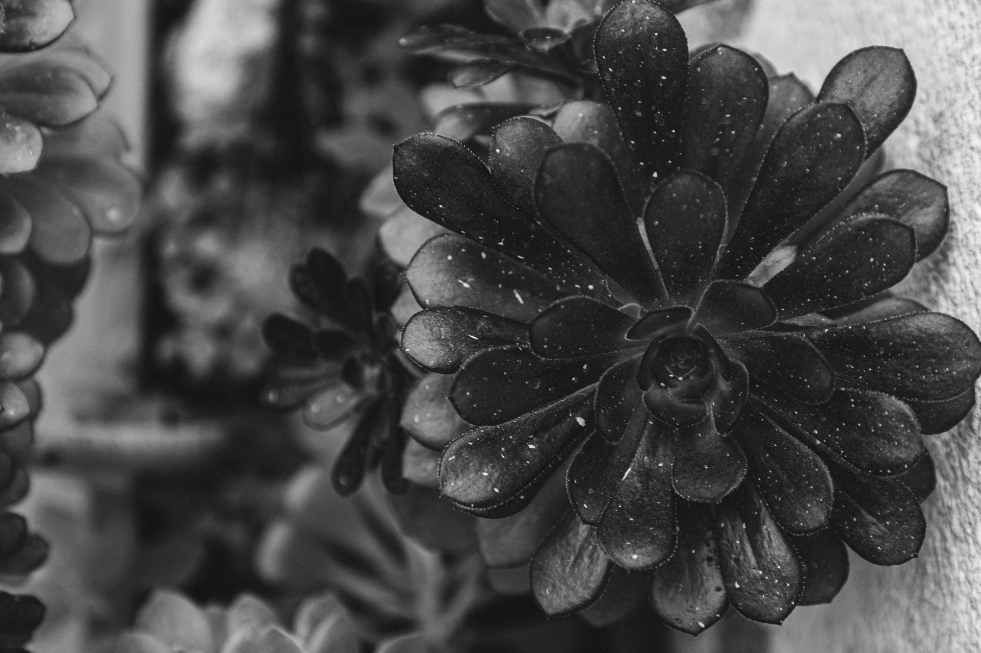 Nature /Природа. Photografer