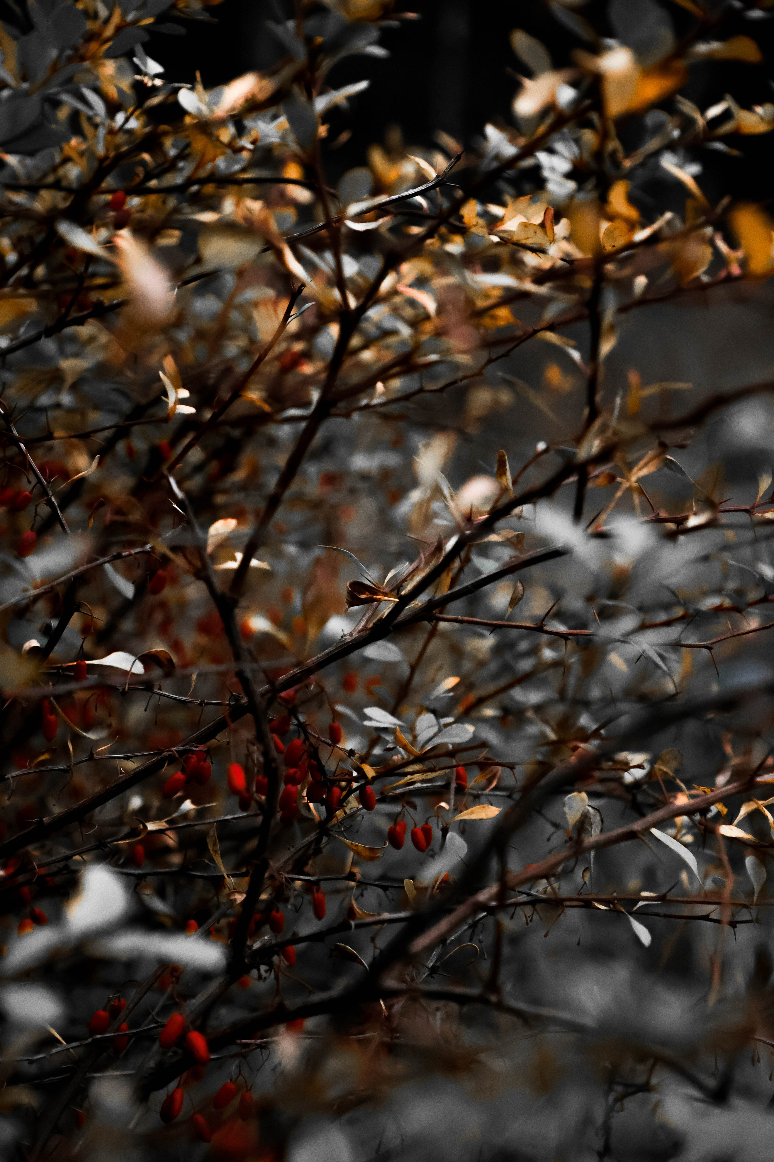 Nature /Природа. Photografer