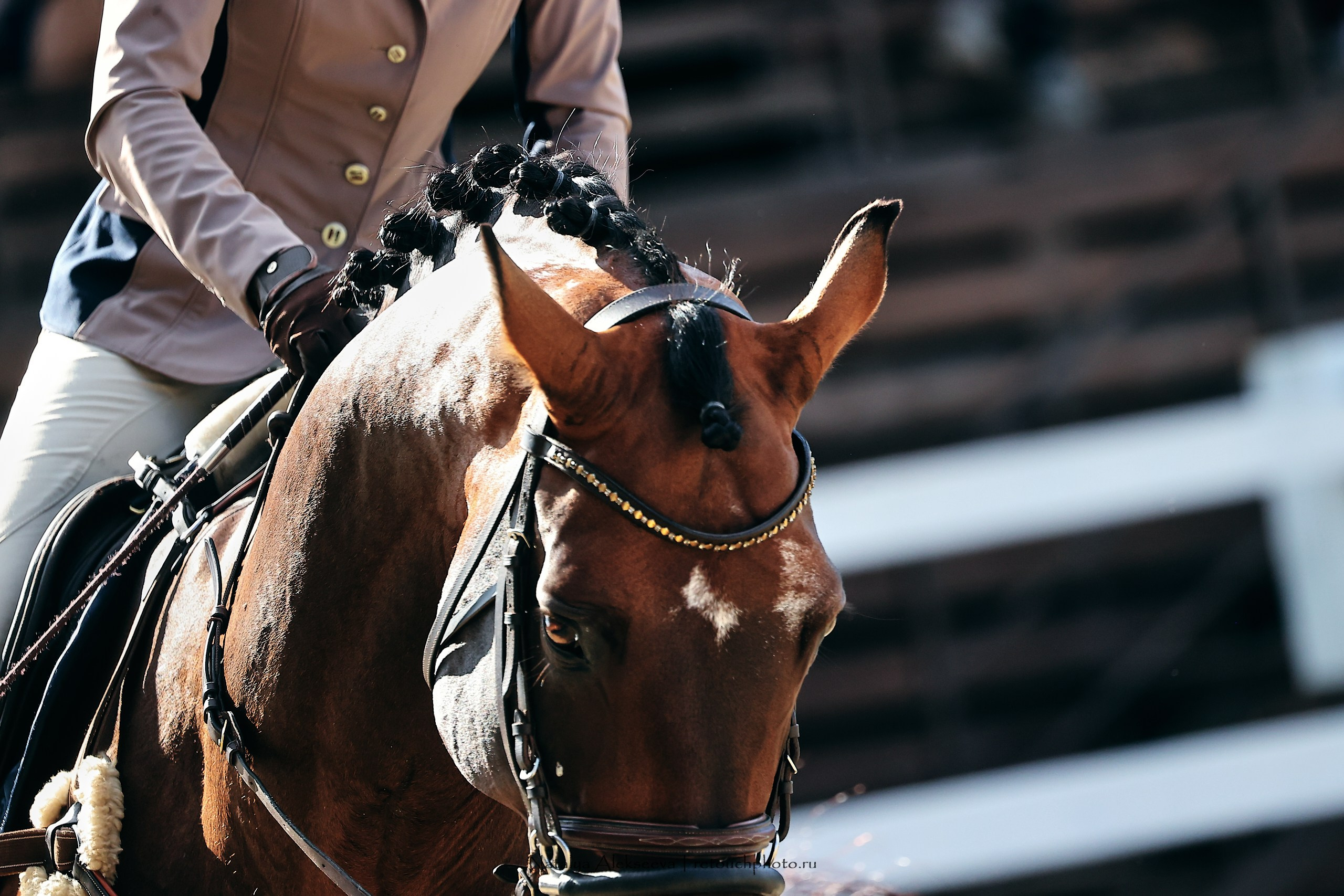 Лично-Командный ЧР по конкуру, КСК Horseka | 08'2023. Репортажный фотограф и ретушер в Москве Наталья Алексеева