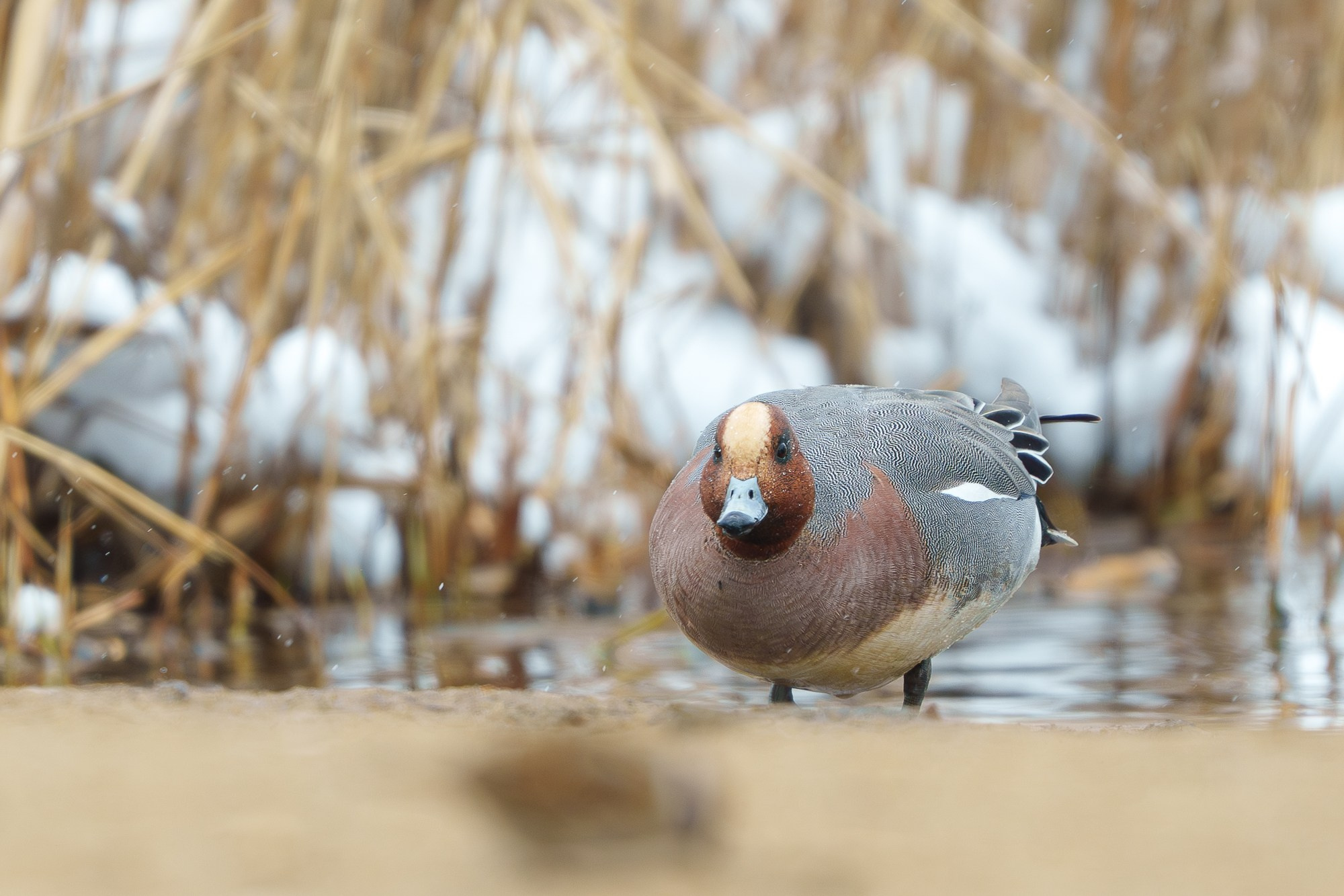 Удивительные мир птиц. Вокруг нас столько прекрасного — присмотритесь!. Ваш личный фотограф Марина Волкова
