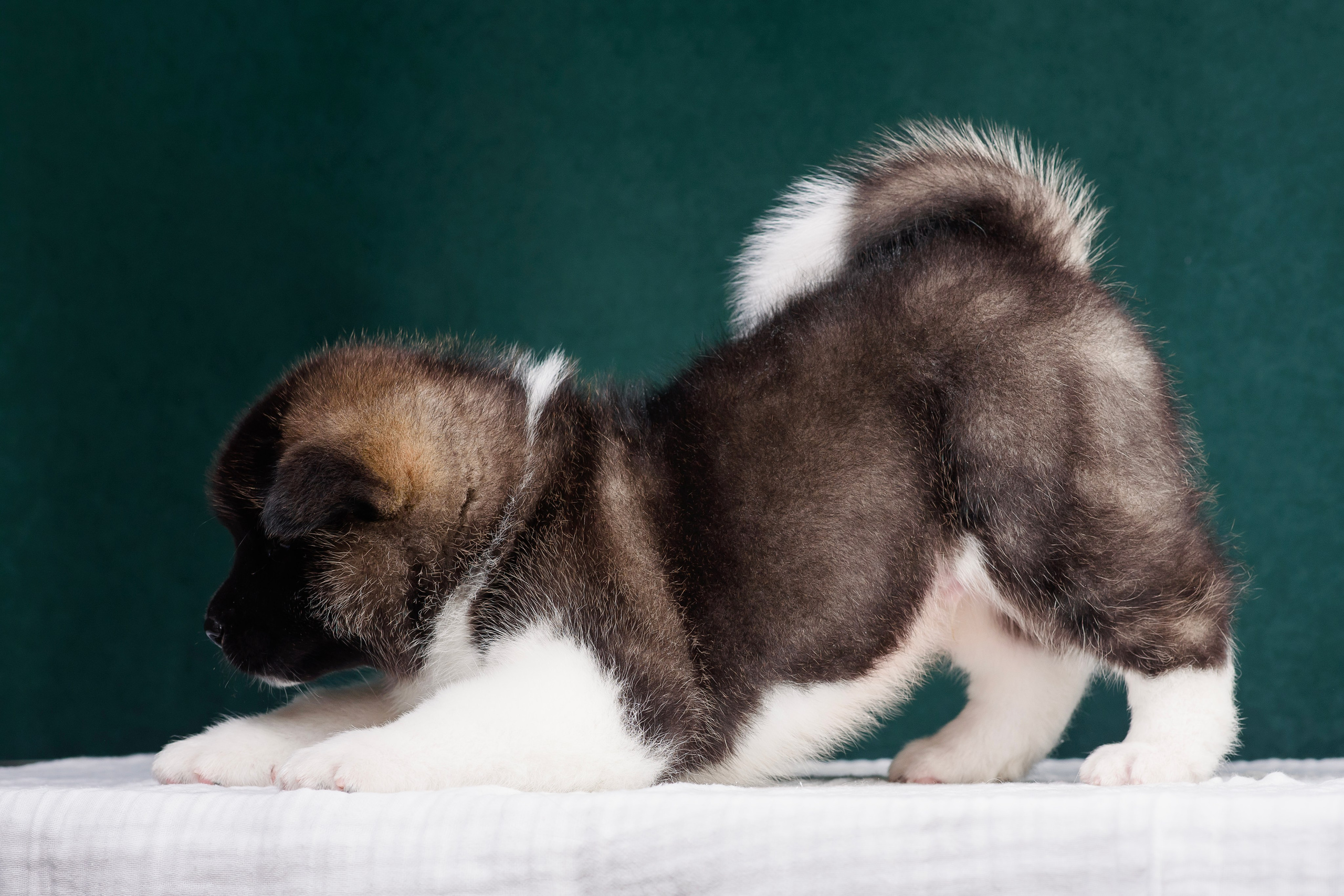 Щенки Американской Акиты. Фотограф — Анималист | Анна Абрамова