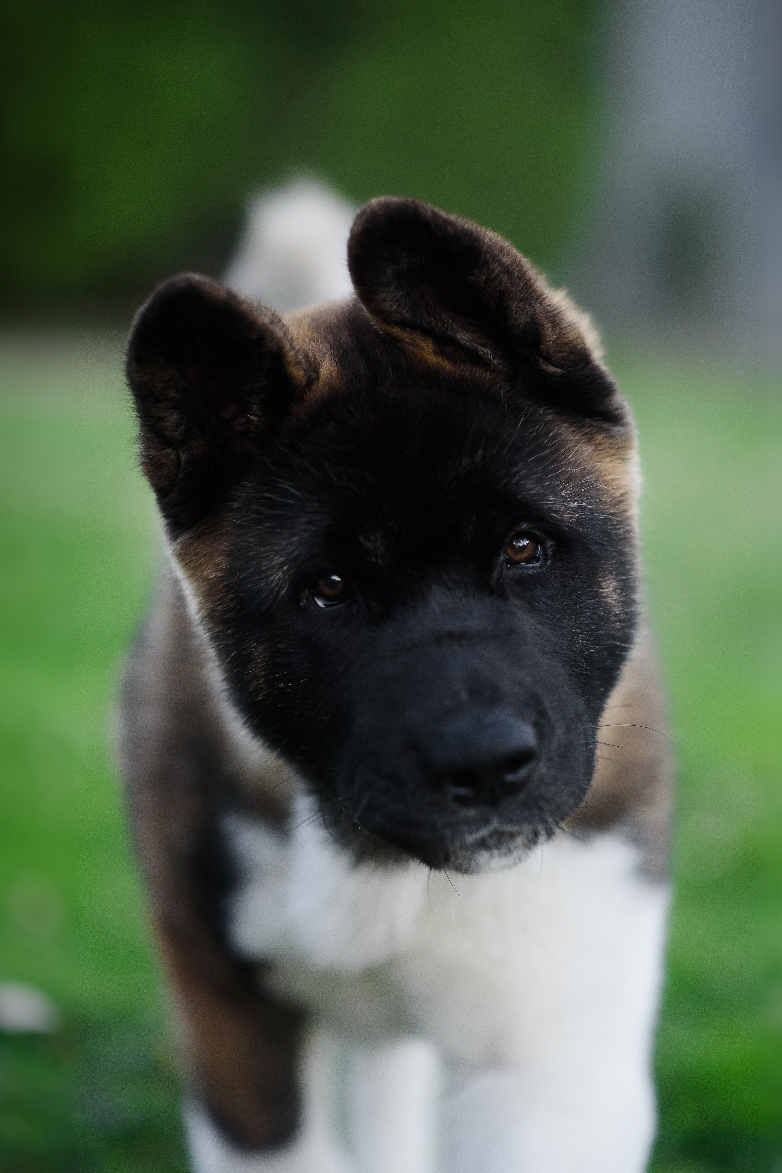 Байкер — 30.05.2024. Фотограф — Анималист | Анна Абрамова