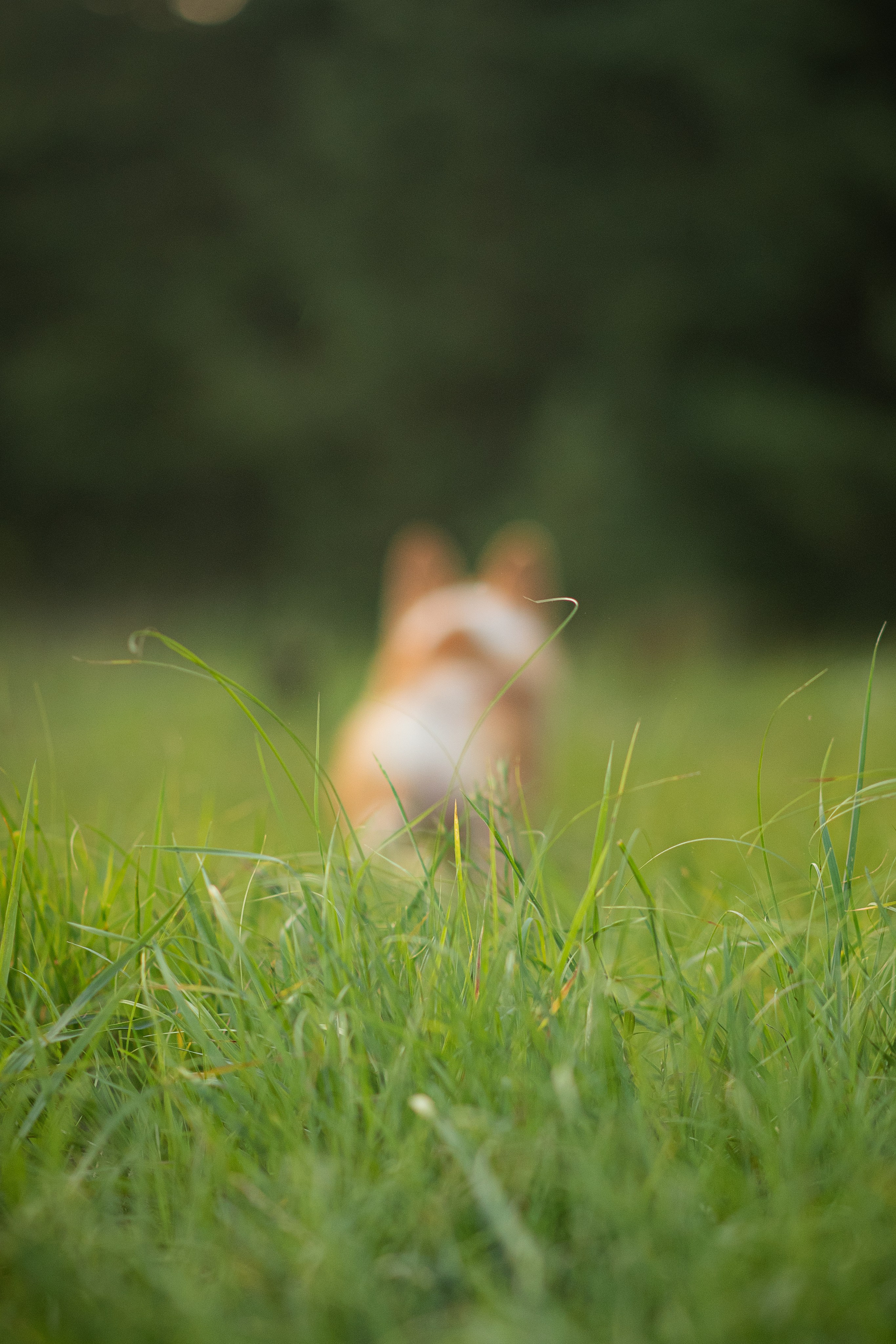 Саша, Оксана и Барни — 25.08.2024. Фотограф — Анималист | Анна Абрамова