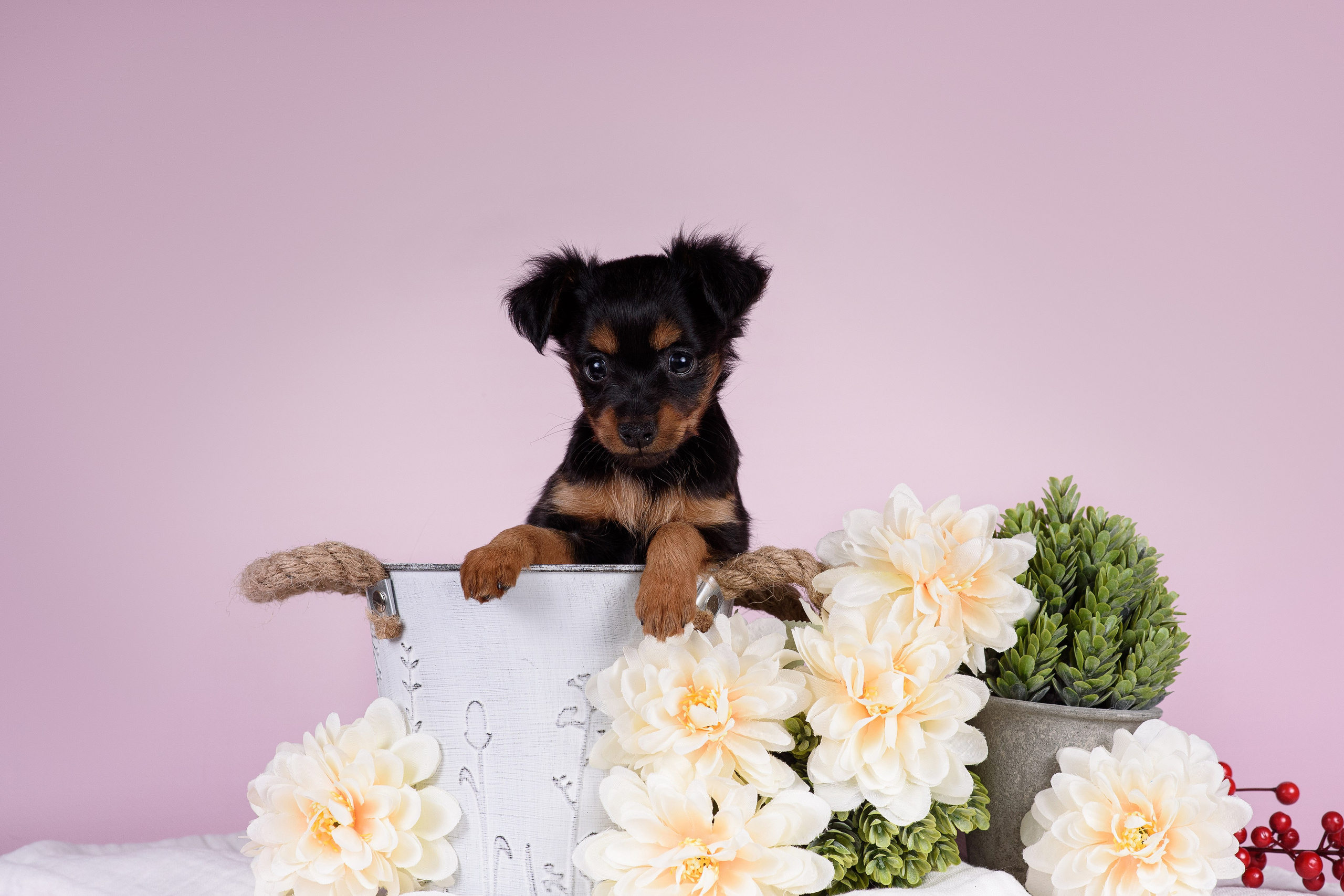 Щенки Пражских крысариков -13.04.2024. Фотограф — Анималист | Анна Абрамова