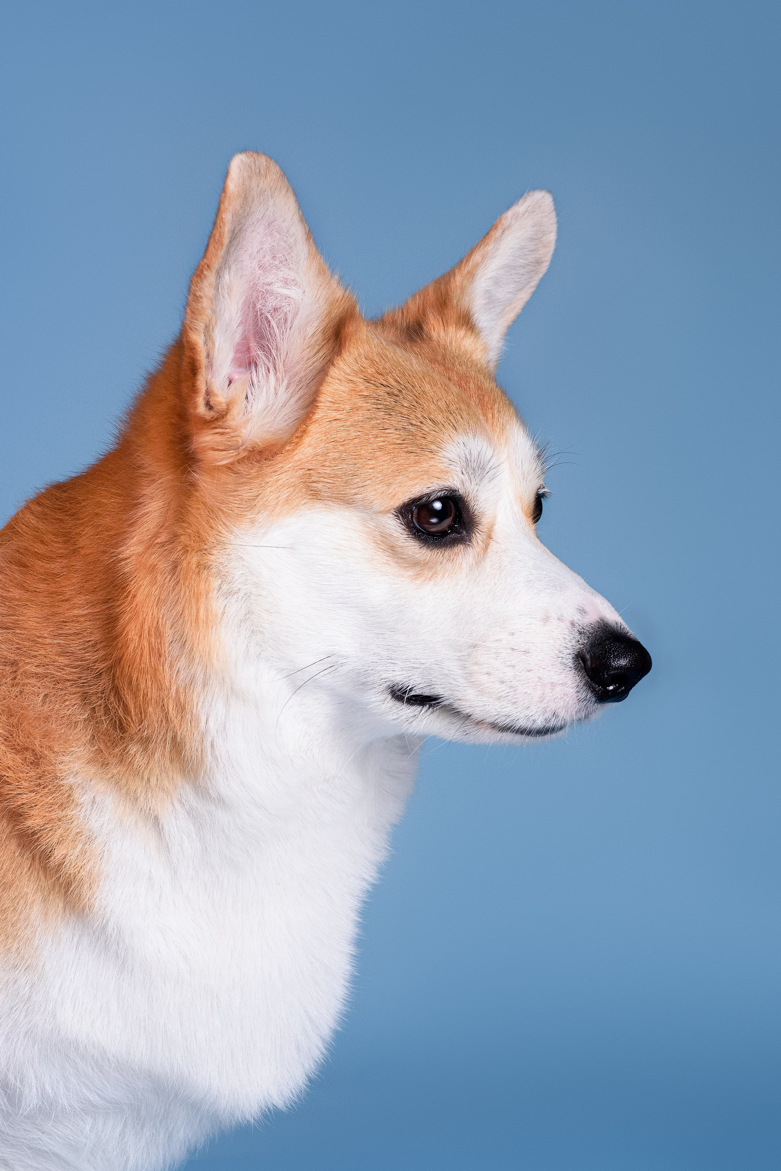 Лея съемка на однотонном фоне — 2024. Фотограф — Анималист | Анна Абрамова