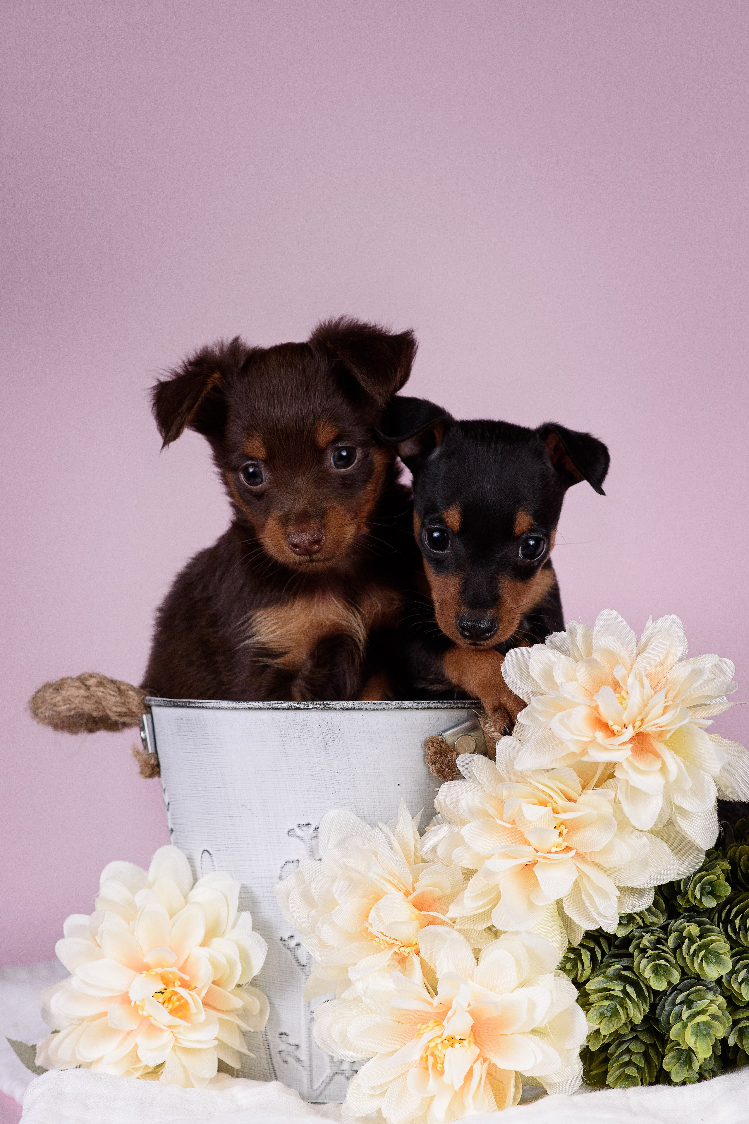 Щенки Пражских крысариков -13.04.2024. Фотограф — Анималист | Анна Абрамова