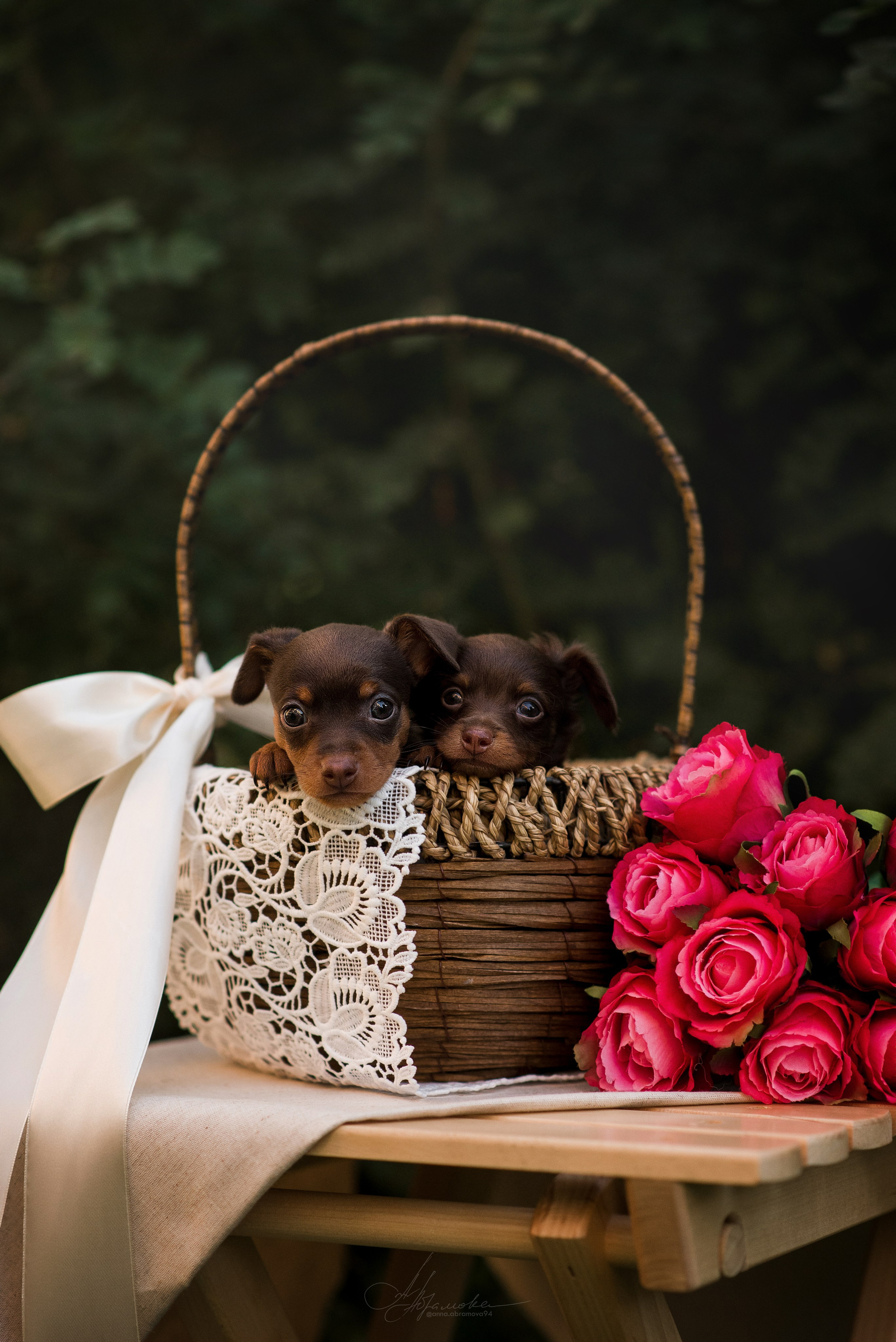 Щенки пражских крысариков — 06.08.2023. Фотограф — Анималист | Анна Абрамова