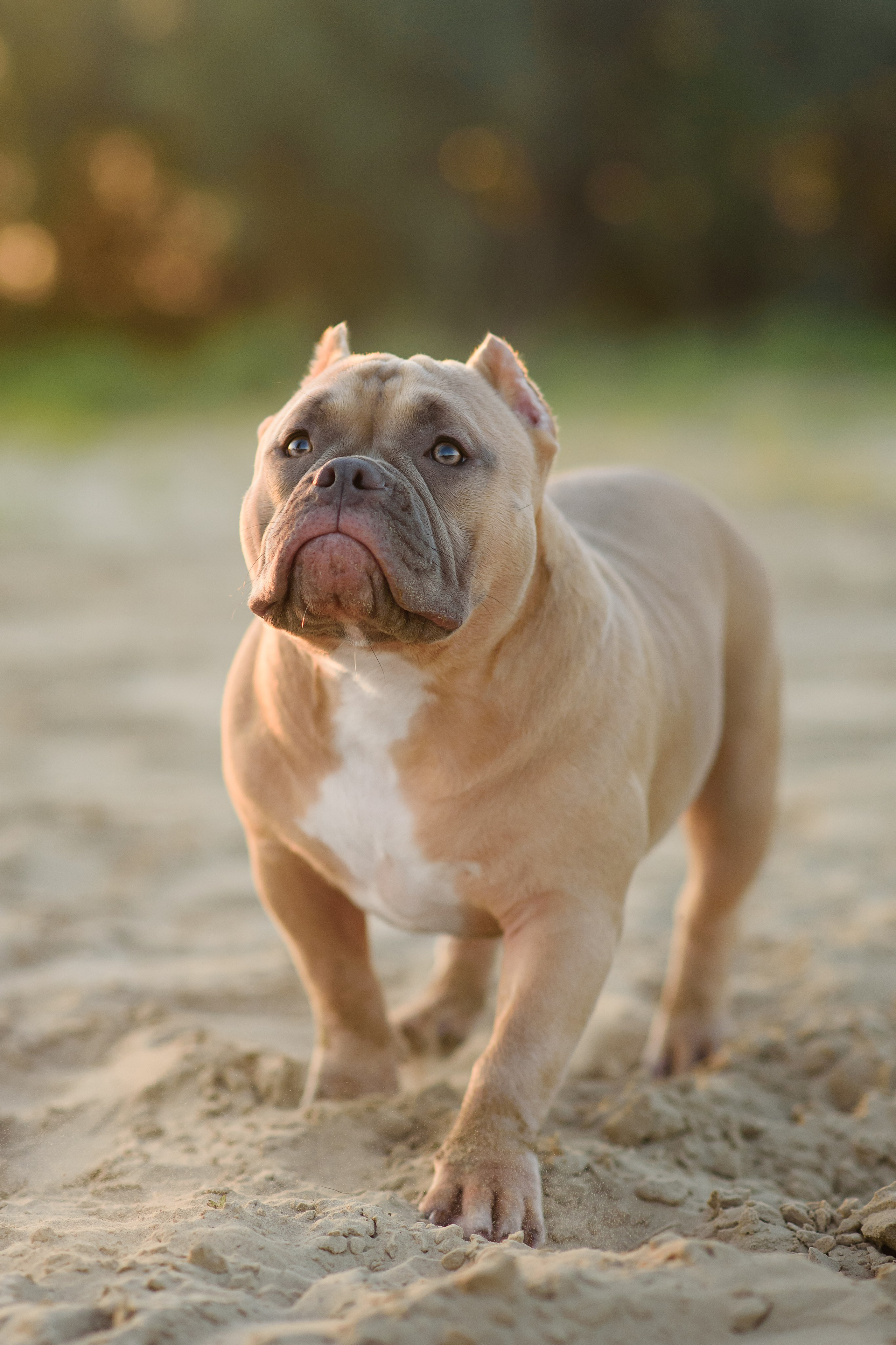 Аляска — Амбулли — 23.08.2024. Фотограф — Анималист | Анна Абрамова