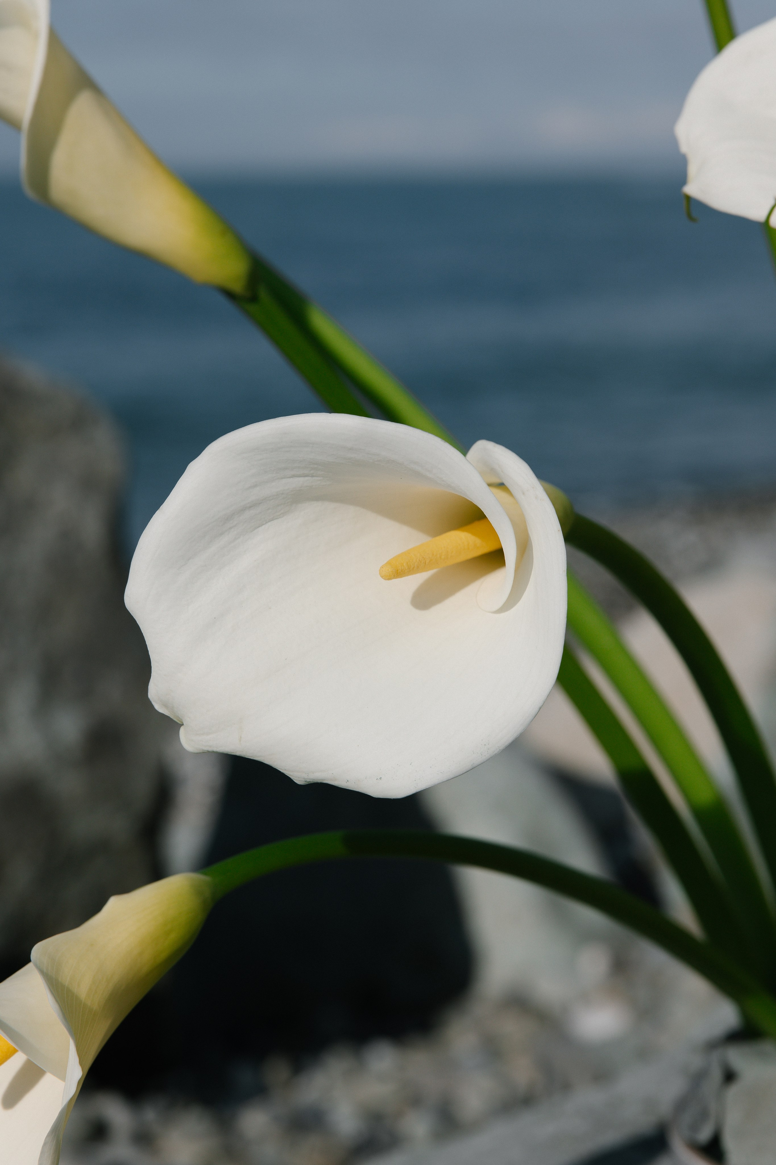 Саша & Саша. Photographer Smyslova Lilia