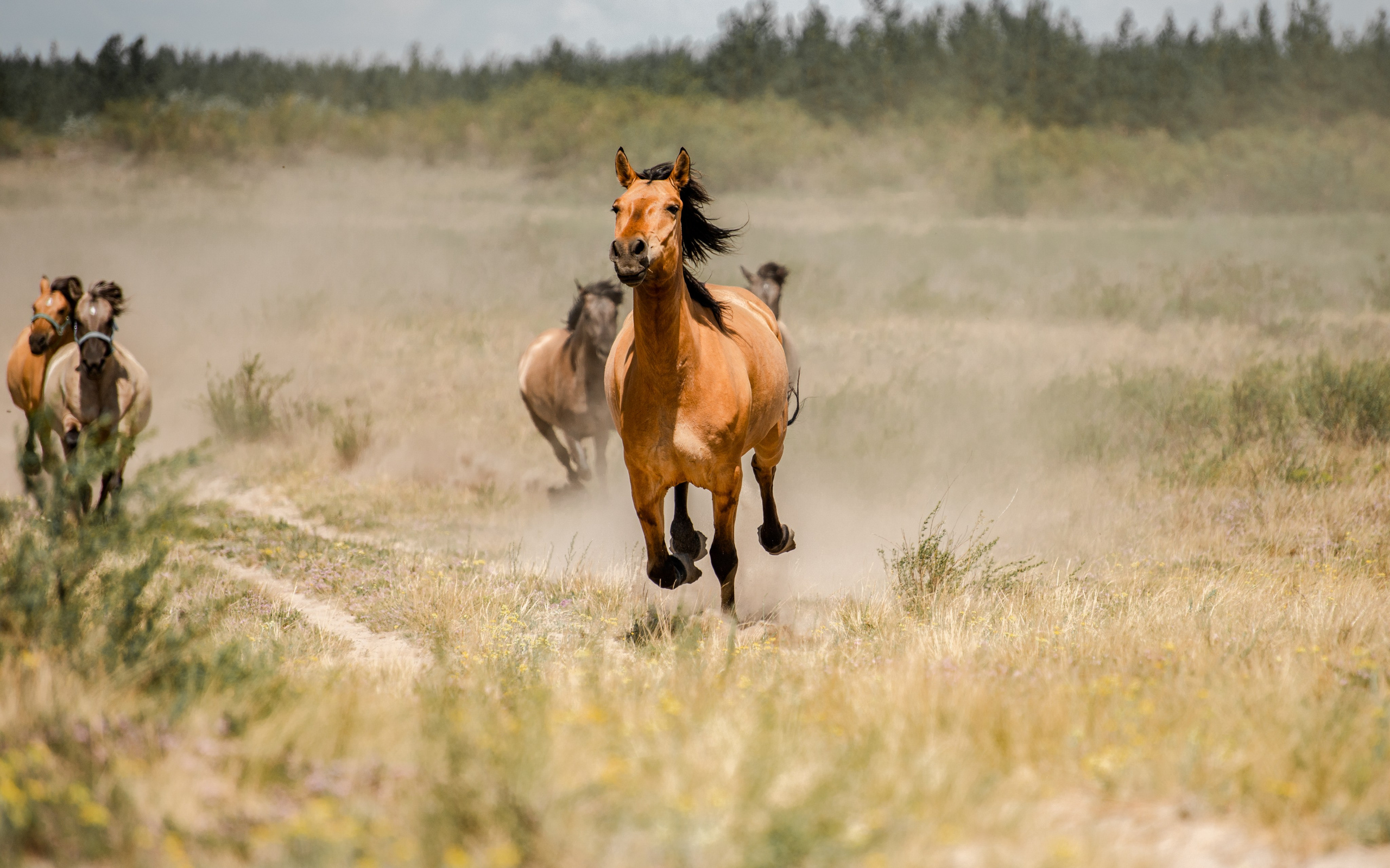 Купала в Родославном. Конный фотограф в Саратове Юлия Иванова