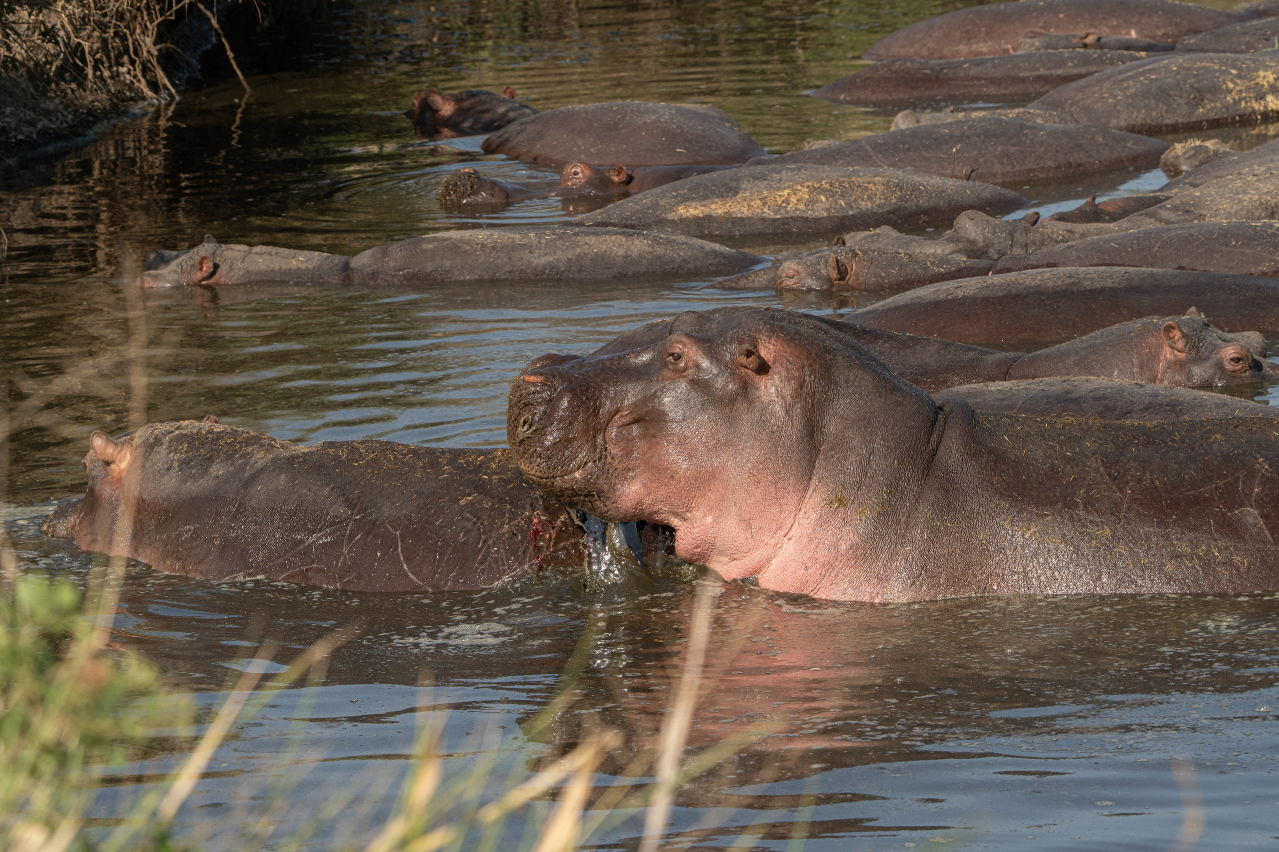 Танзания, сафари, 2025. Творческие сьемки