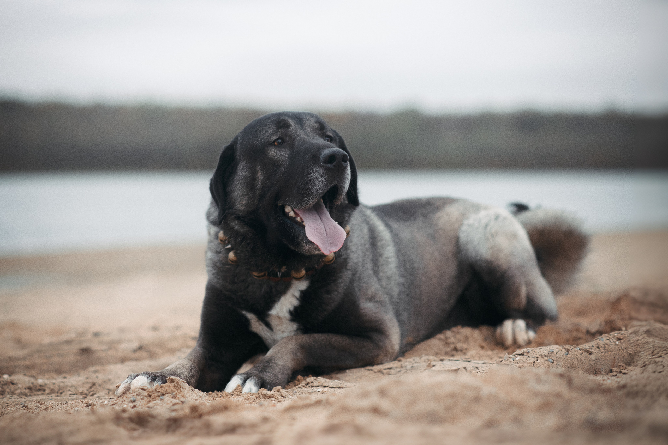 Турецкий кангал Дикили — 20.10.2024. Фотограф — Анималист | Анна Абрамова