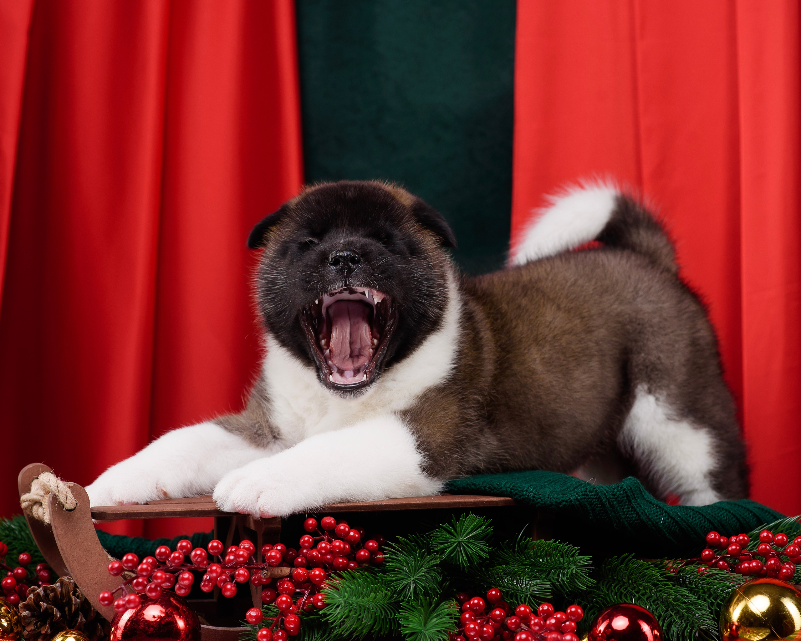 Щенки Американской Акиты. Фотограф — Анималист | Анна Абрамова