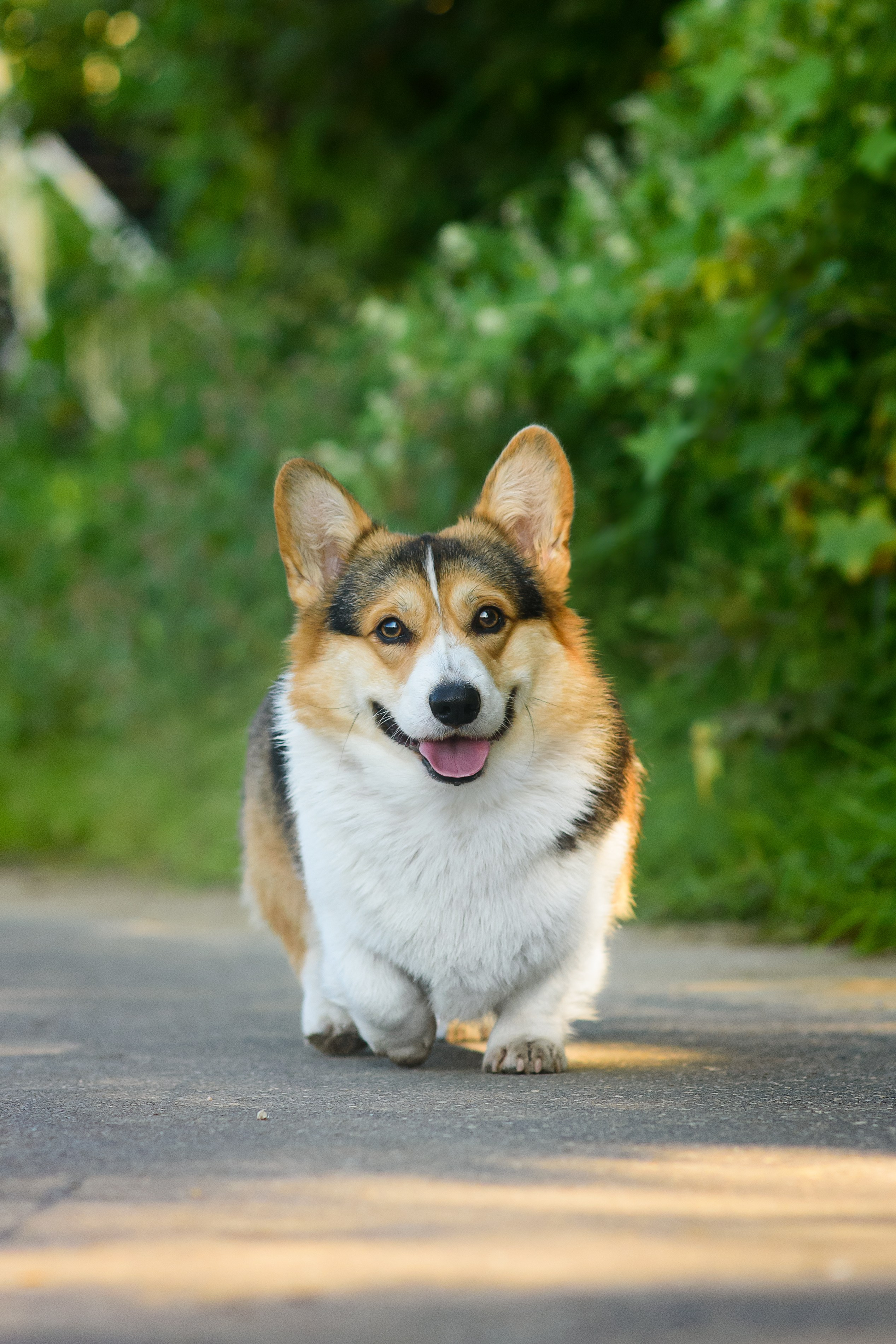 Майк и Лея — 29.08.2024. Фотограф — Анималист | Анна Абрамова