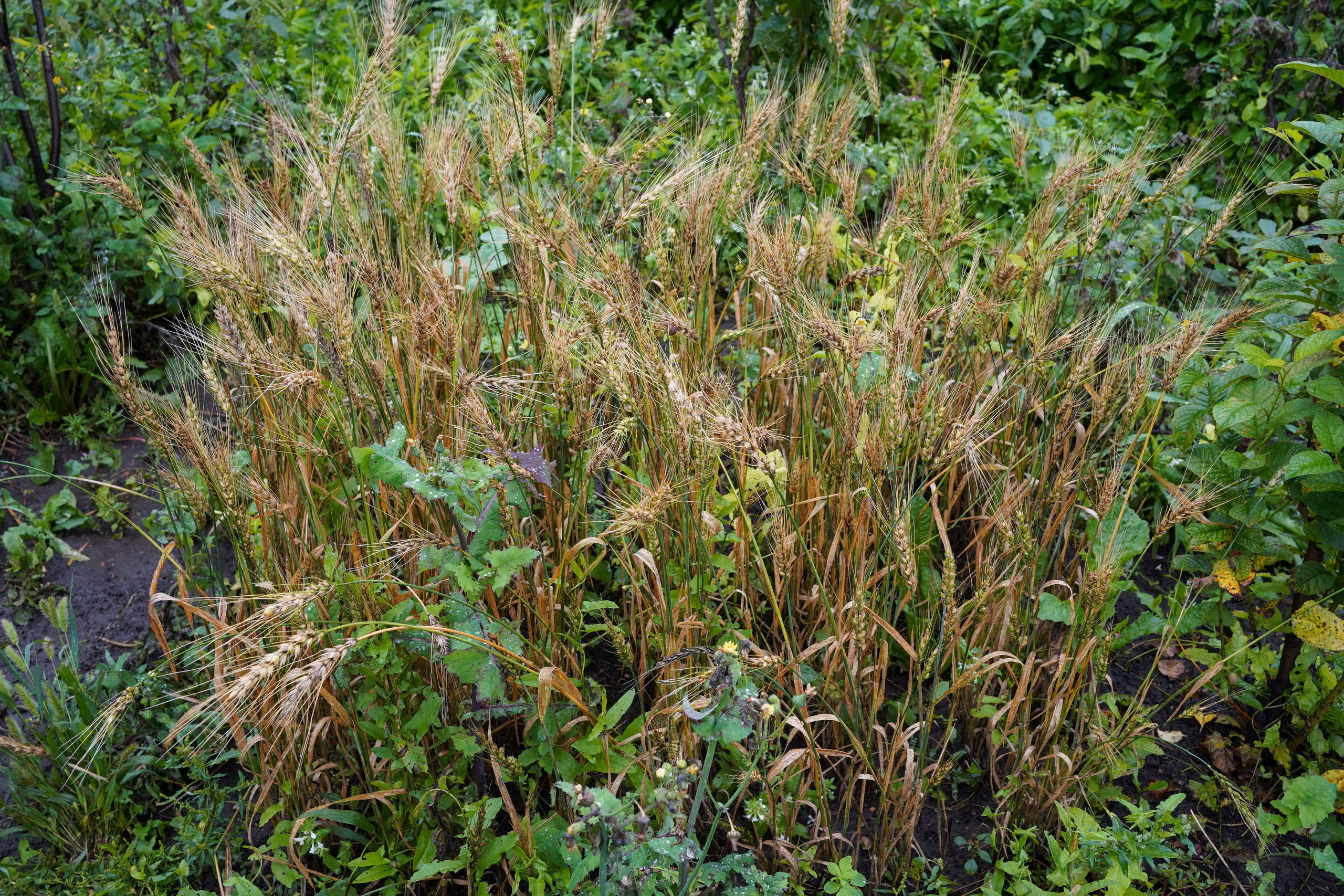 1 квадратный метр земли. Margarita Khatmullina