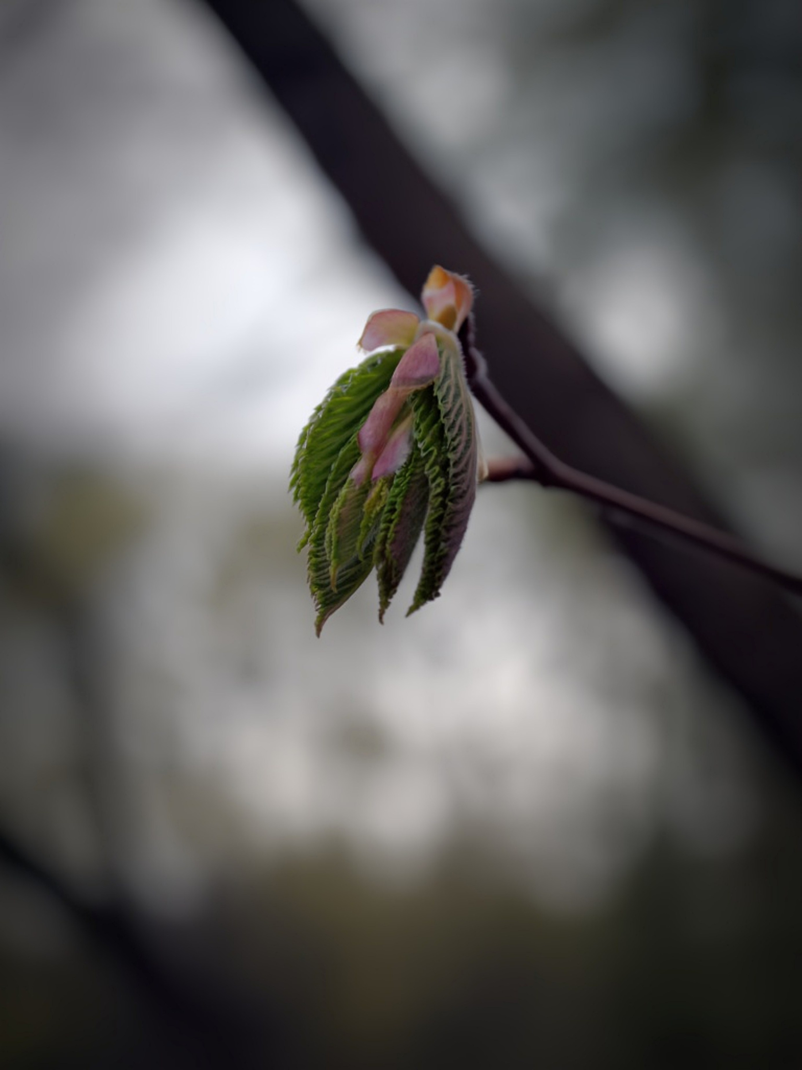 Nature. Надежда Козлова, фотограф, Санкт — Петербург