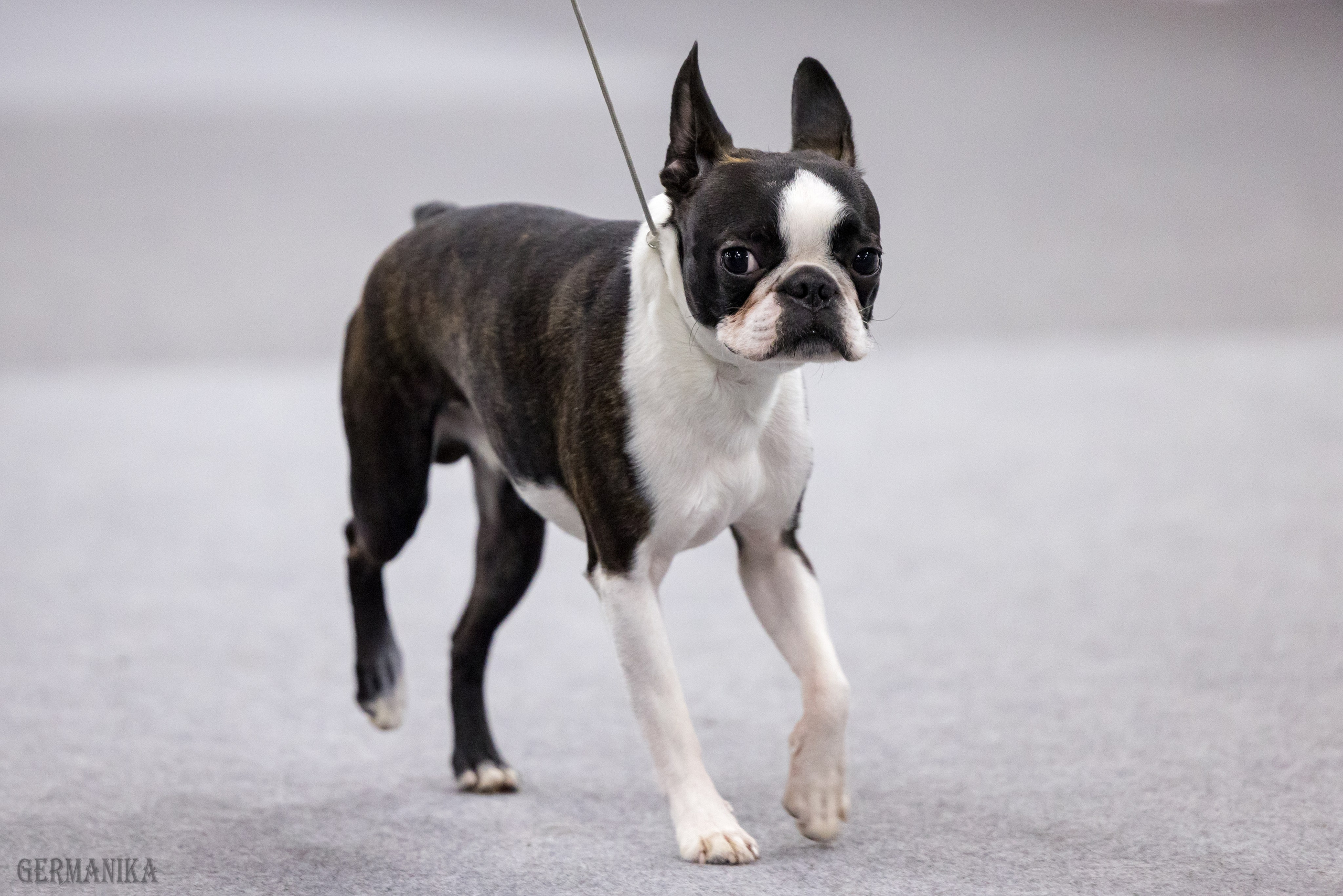 Сфера 28.01. и 4.02.2024. Фотограф-анималист Юлия Германика