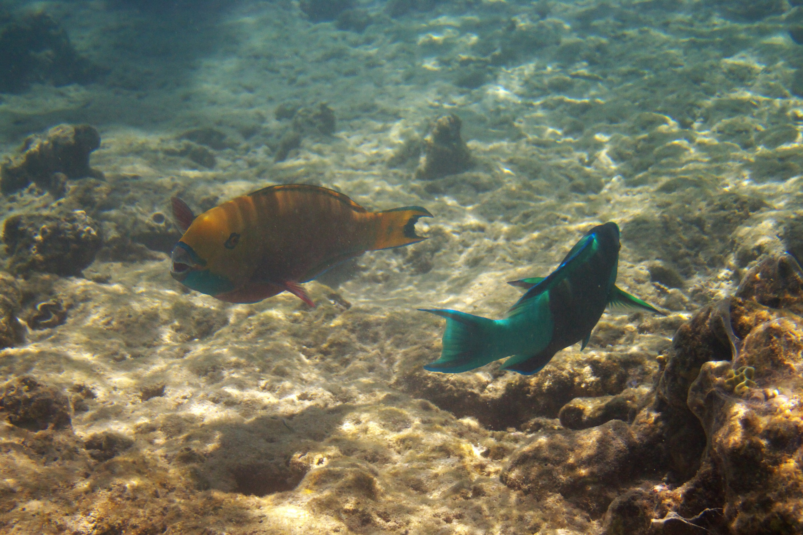 Под водой. Миша Печёнкин | фотография