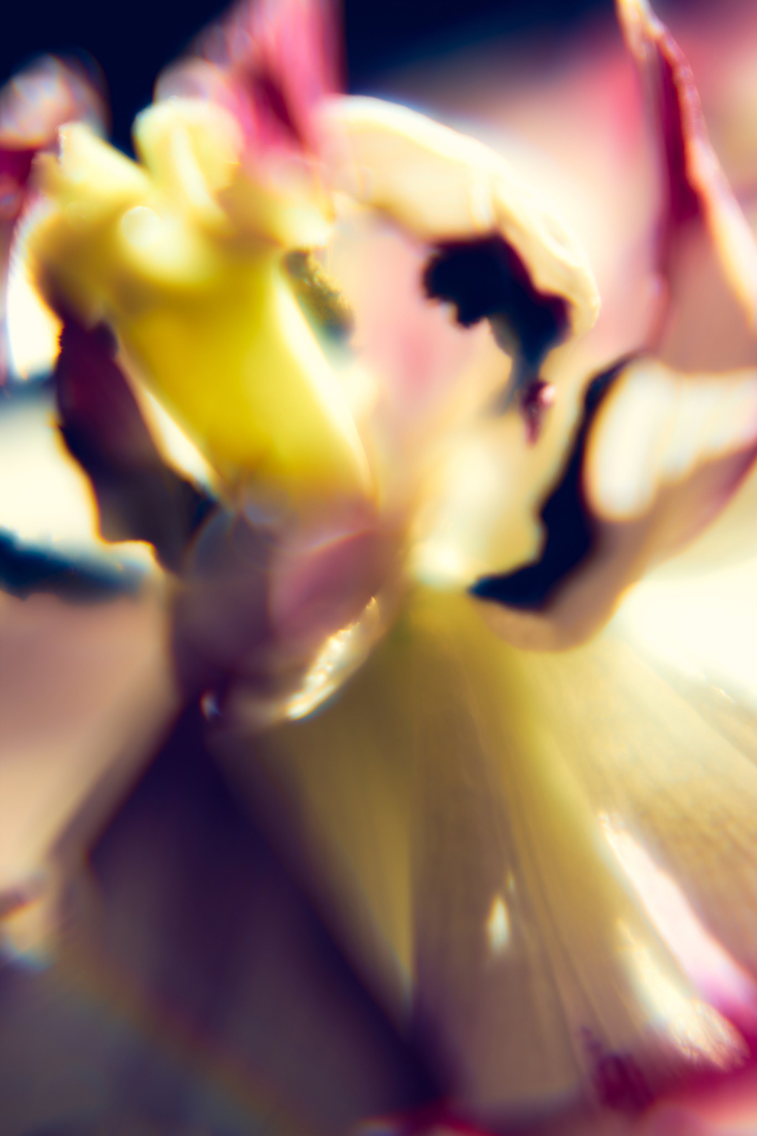 Макро-абстракция «Эфемерность» | Лимитированная серия. Sandra Marselly | Абстрактная Макро-Фотография