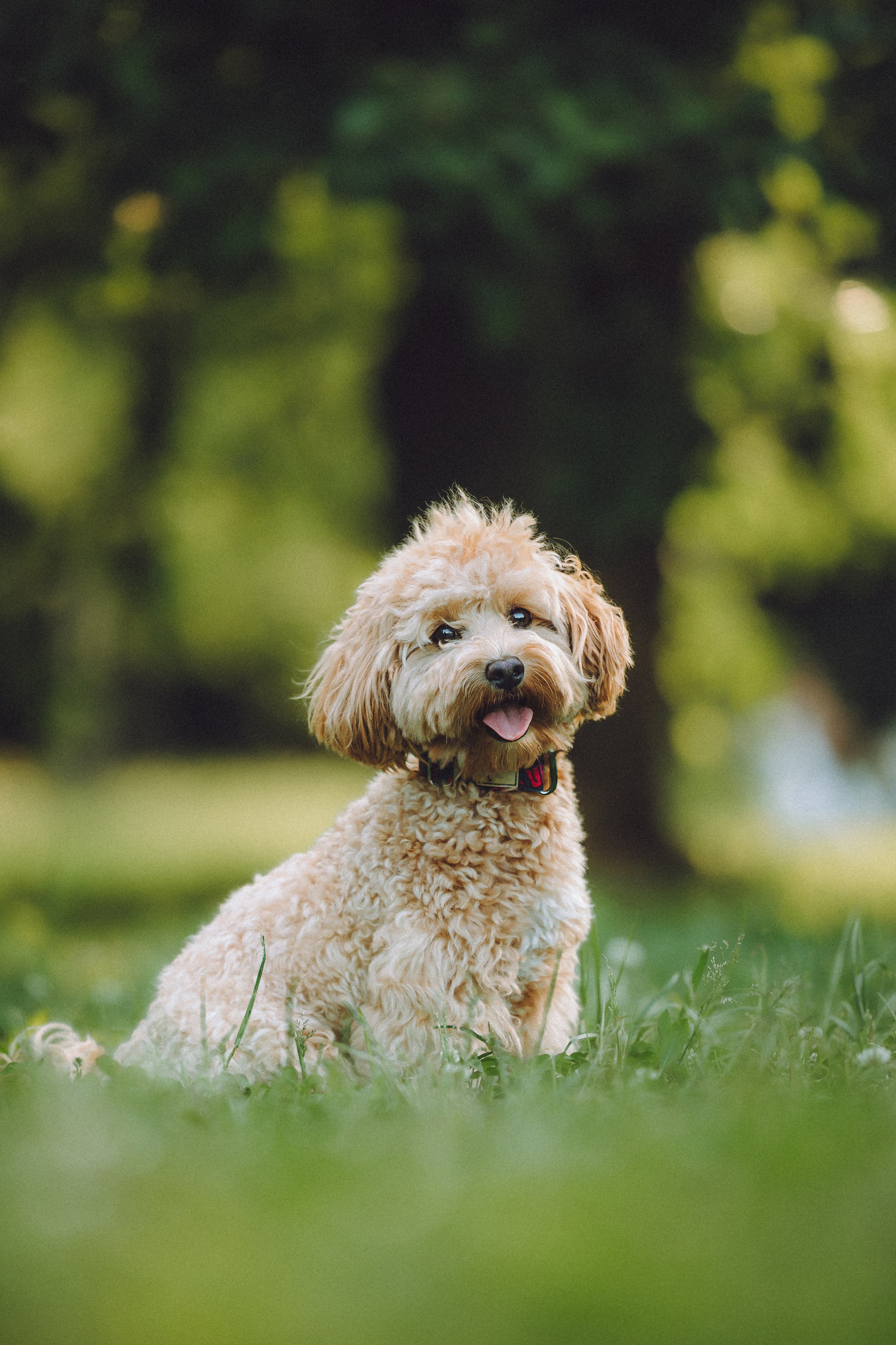 Фред и его семья