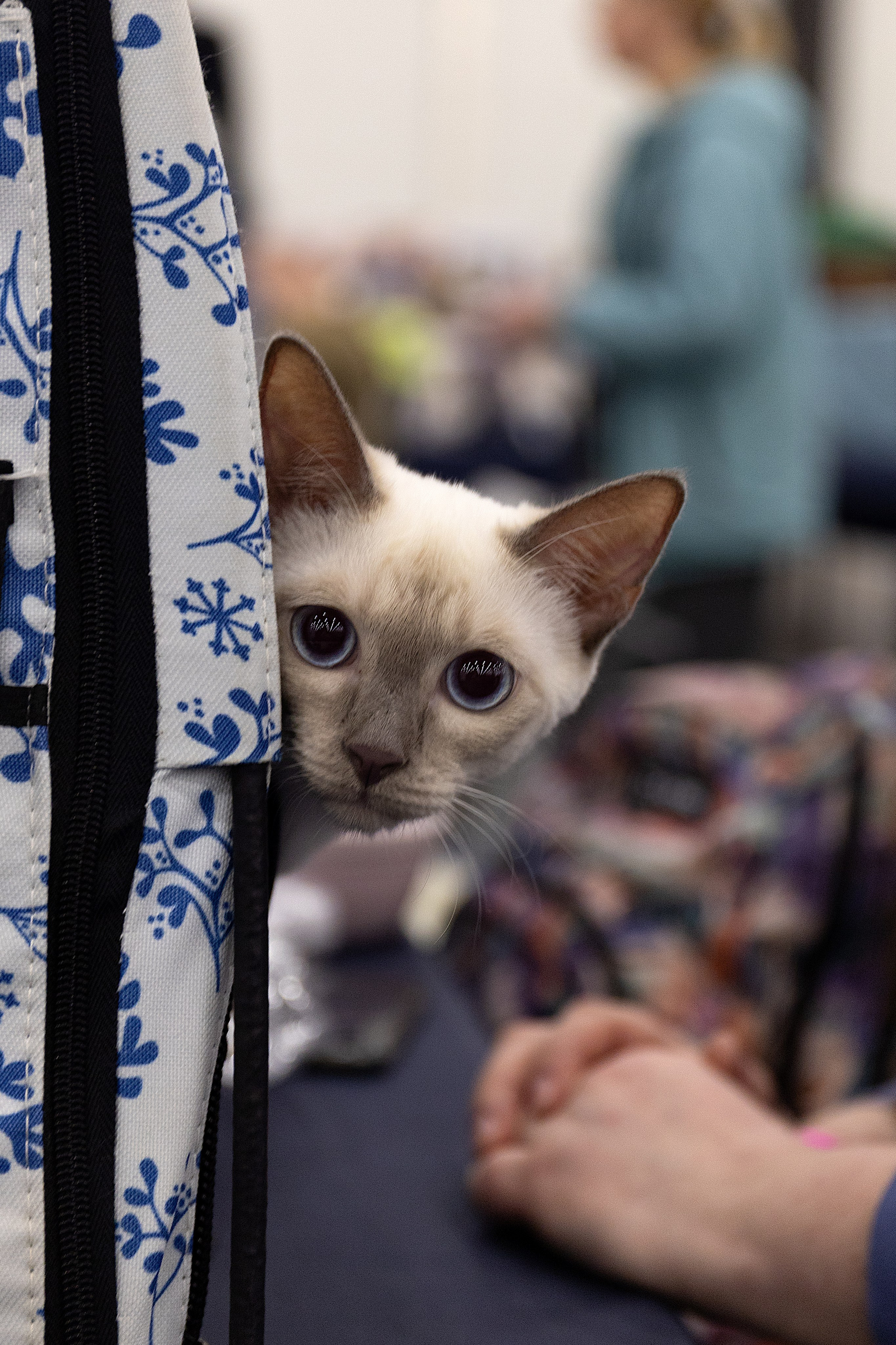 Анималистика