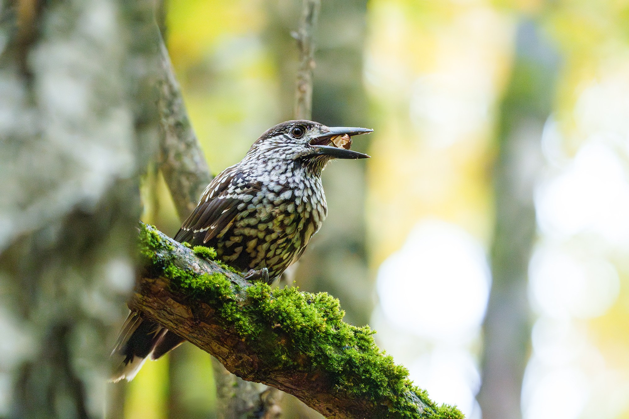 Удивительные мир птиц. Вокруг нас столько прекрасного — присмотритесь!. Ваш личный фотограф Марина Волкова