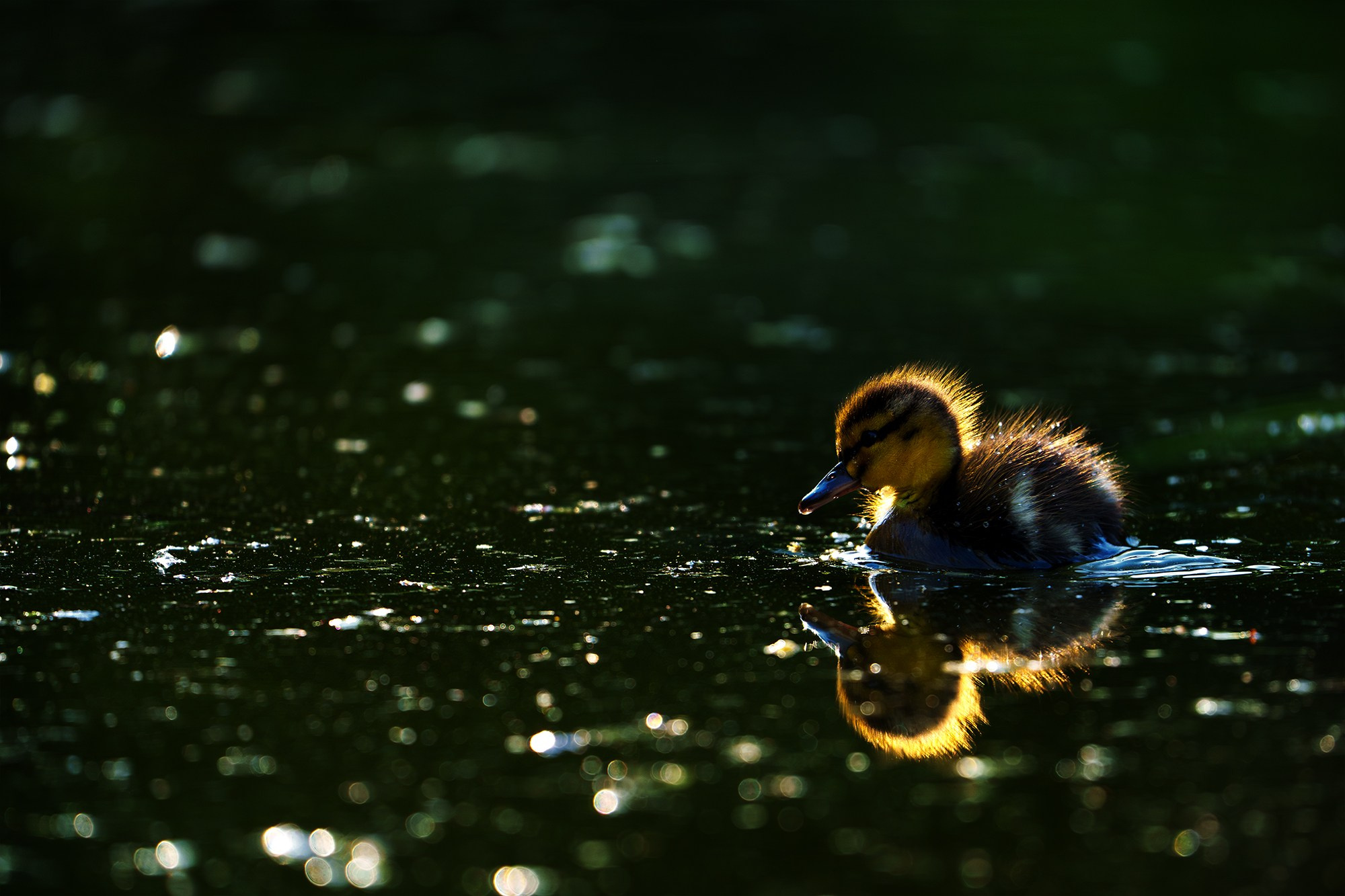 Удивительные мир птиц. Вокруг нас столько прекрасного — присмотритесь!. Ваш личный фотограф Марина Волкова