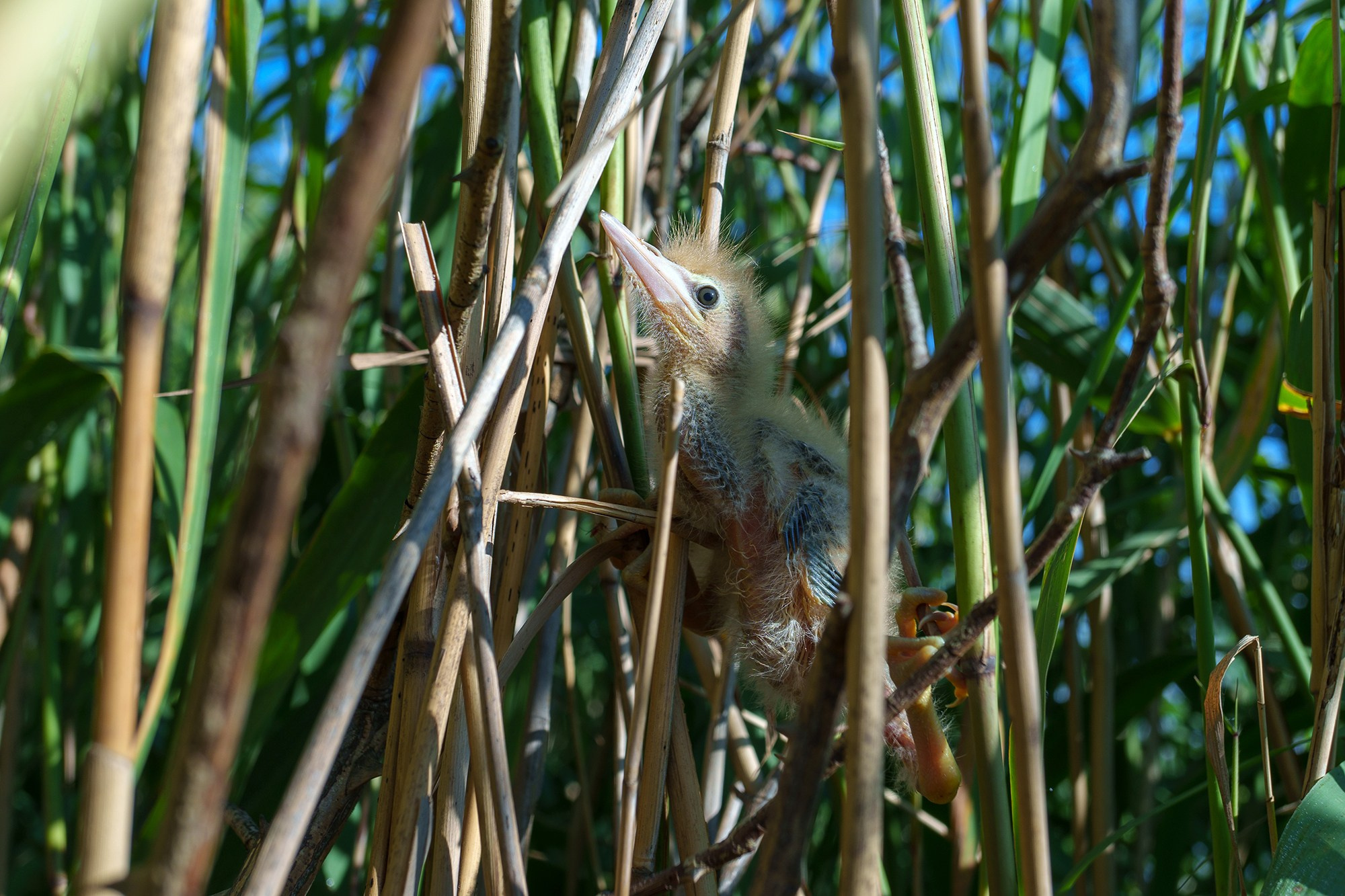 Удивительные мир птиц. Вокруг нас столько прекрасного — присмотритесь!. Ваш личный фотограф Марина Волкова