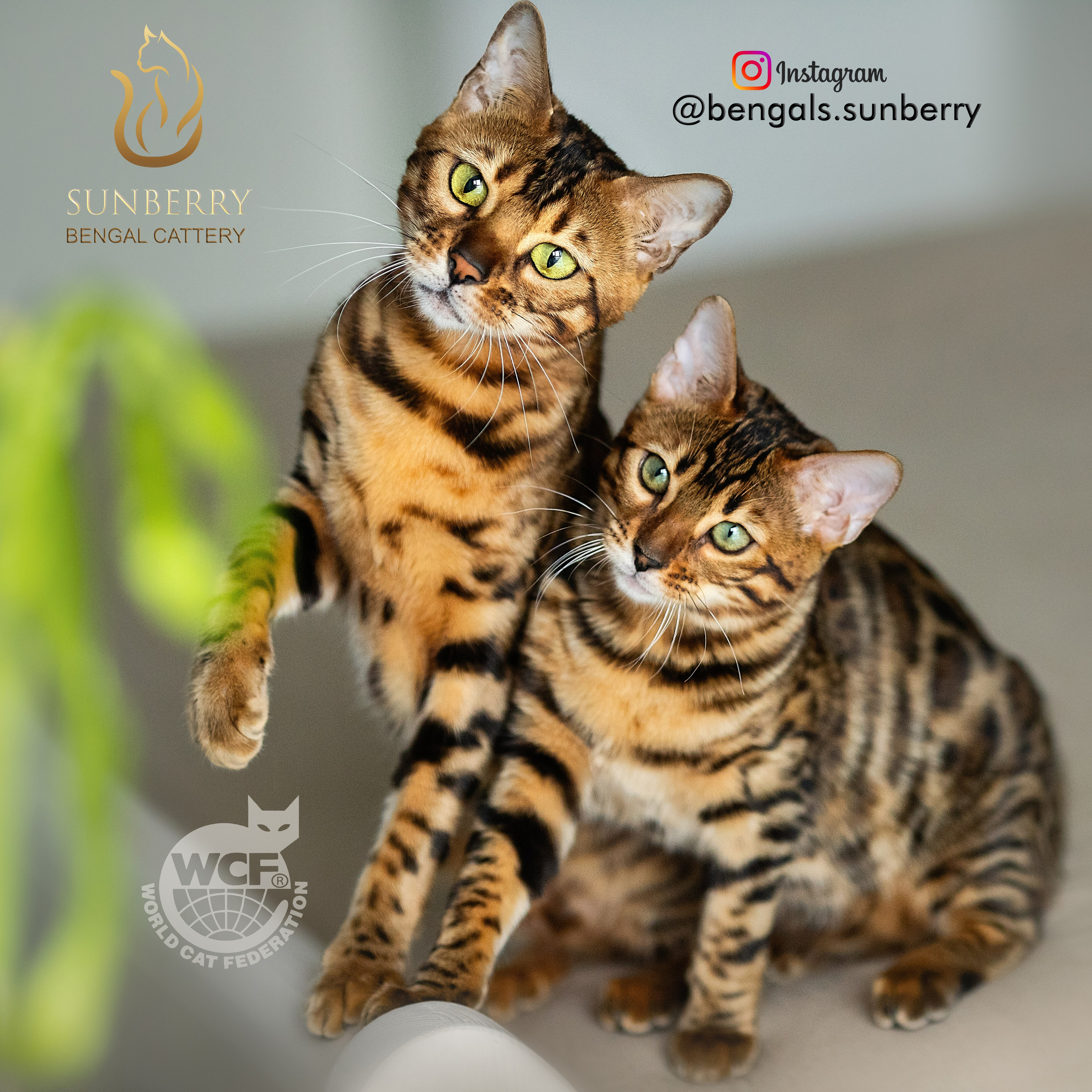 Питомник Бенгальских кошек Минск