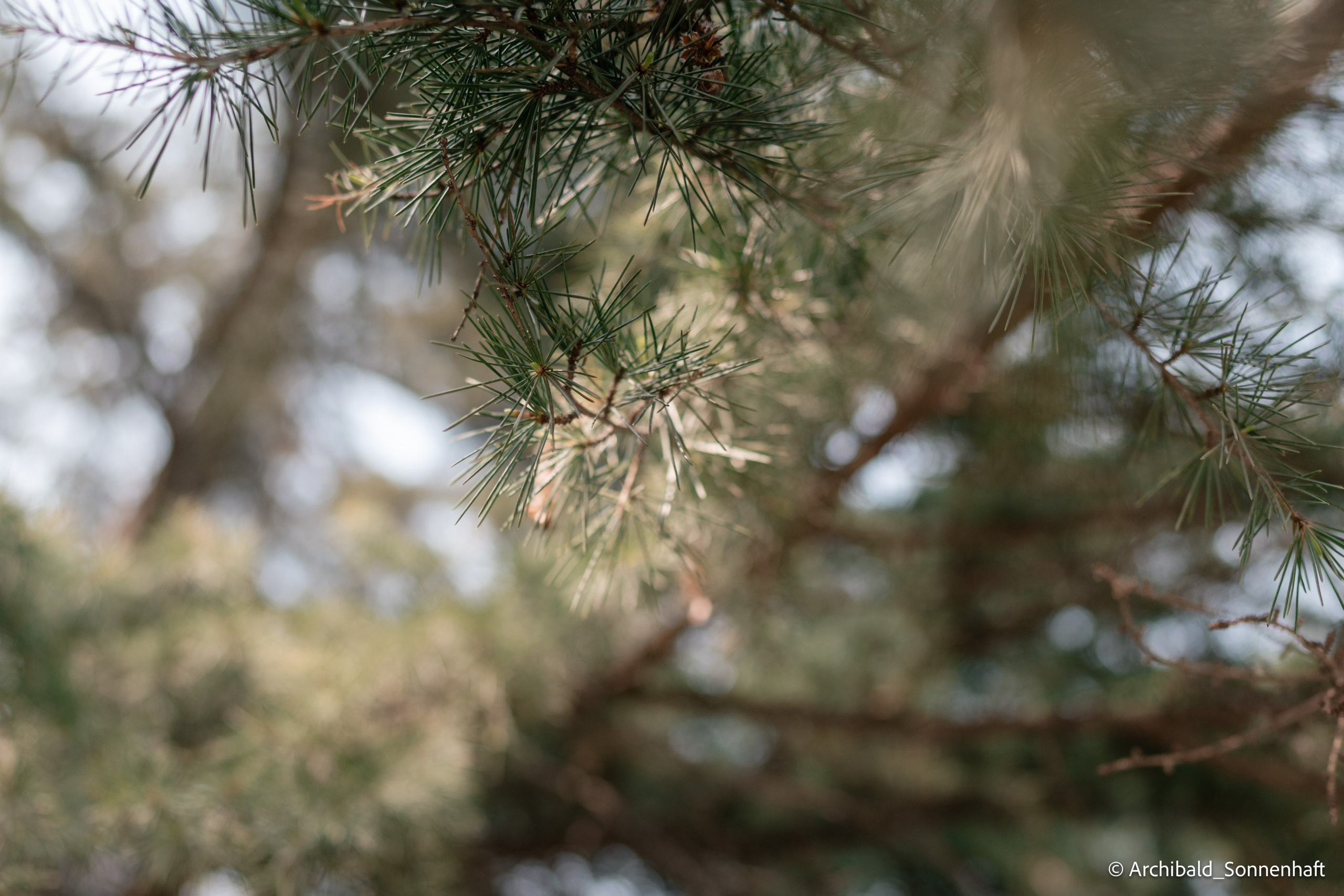 TJU blooming fest. Photographer in Guangzhou, China. Archibald Sonnenhaft