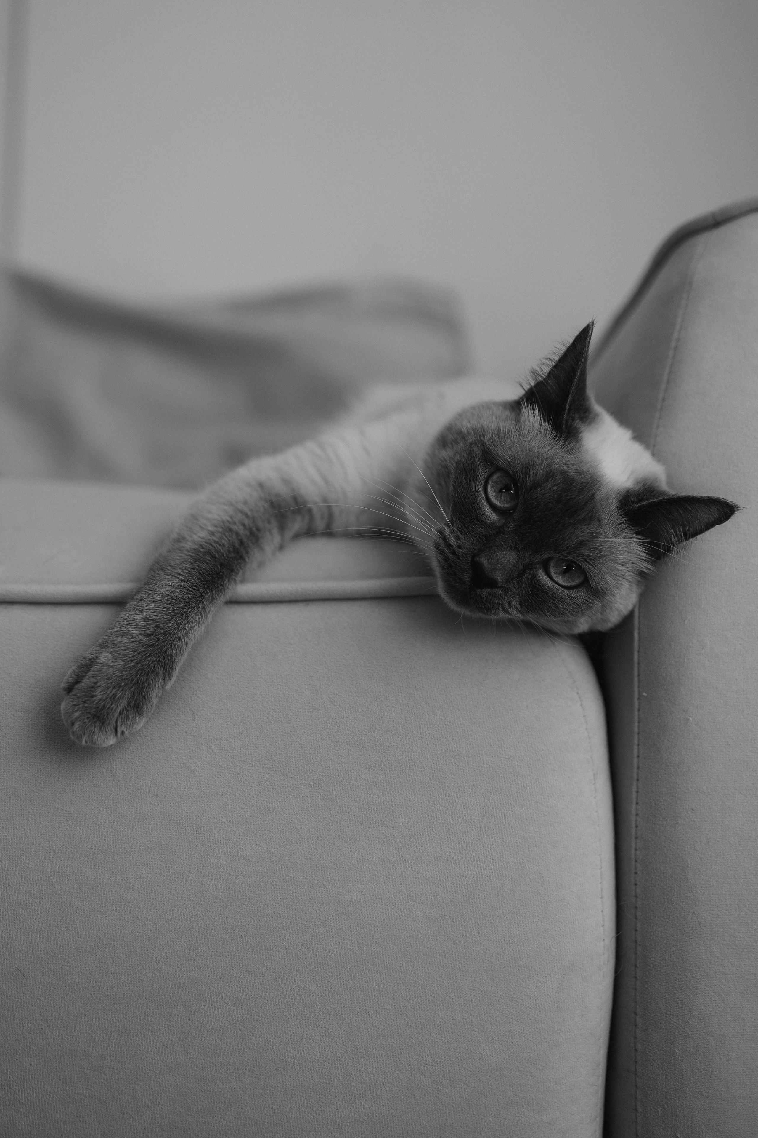 Бэлла, Деми и Луна. Фотораф — анималист Мария Шистка