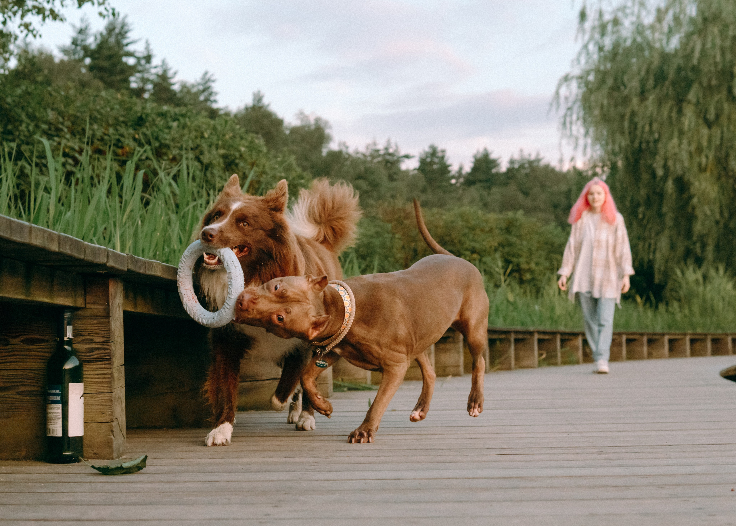 Виолетта, Лила и Питер. Фотограф-анималист Ксения Воробьева, Москва