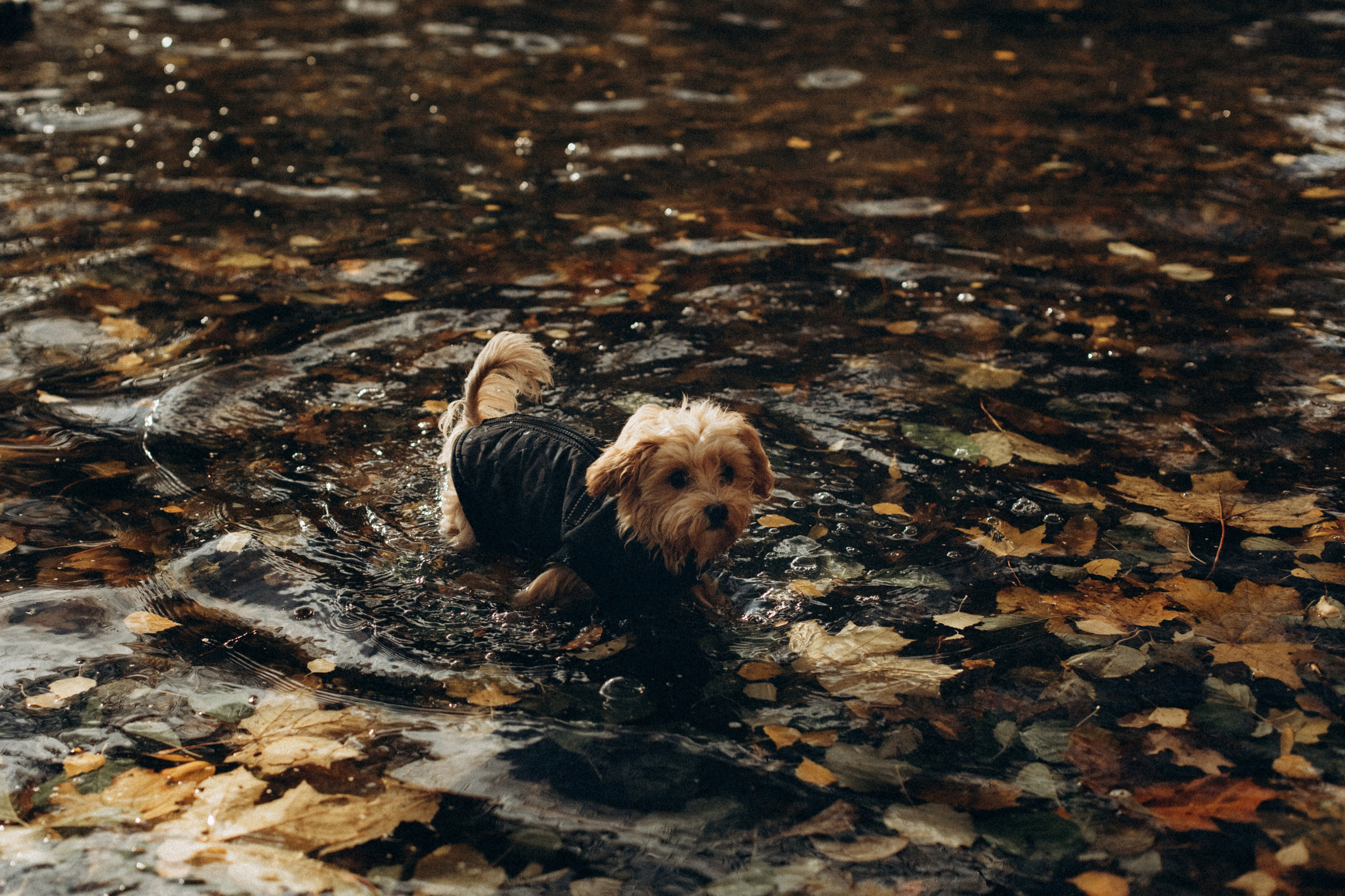 Никита Алеся Стеша. Семейный фотограф в Минске и РБ Стеликова Анна