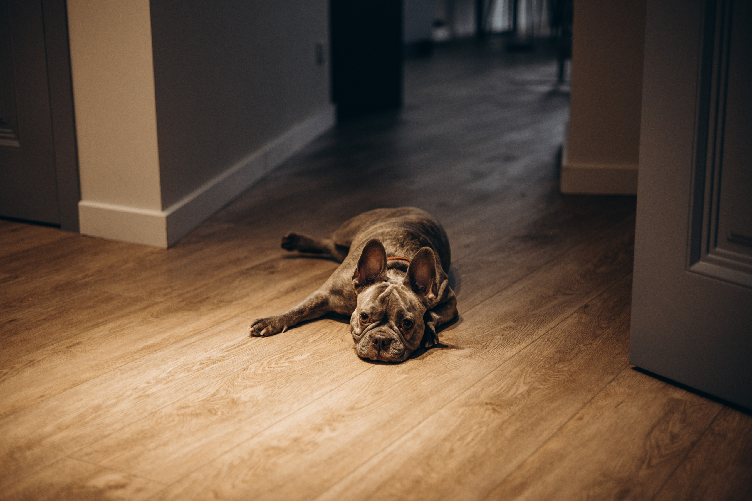 Соня и ее семья. Фотограф — Анималист | Санкт-Петербург