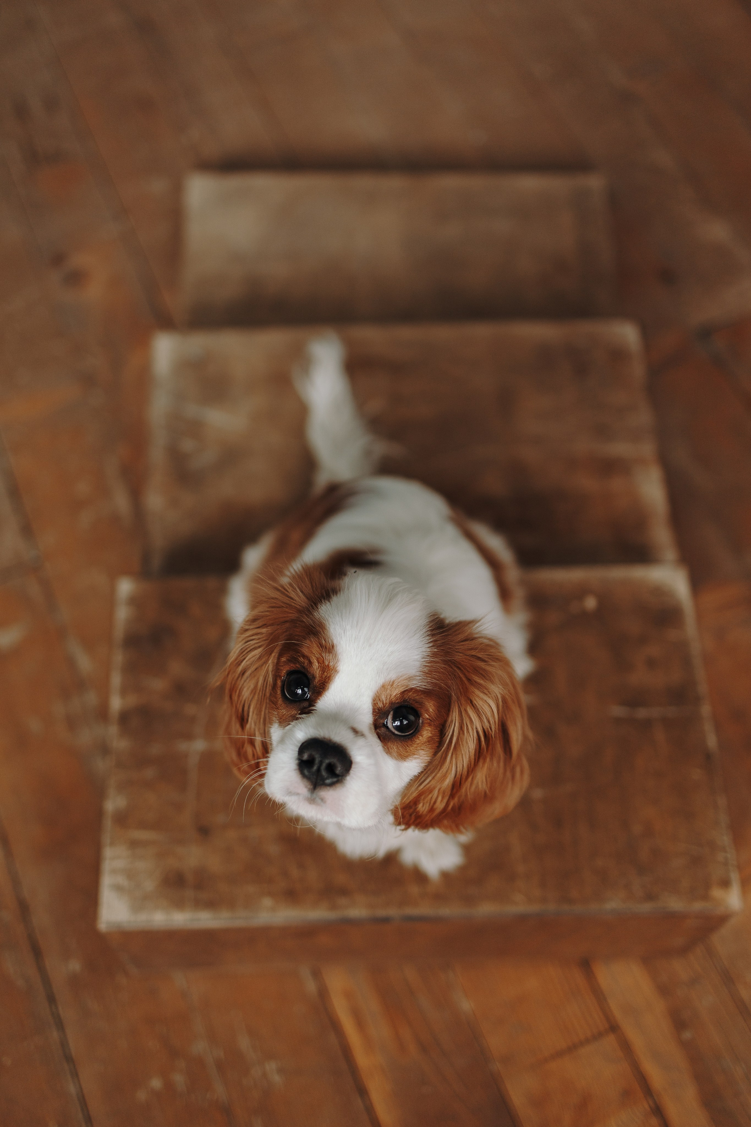 Плуто и его семья. Фотограф — Анималист | Санкт-Петербург