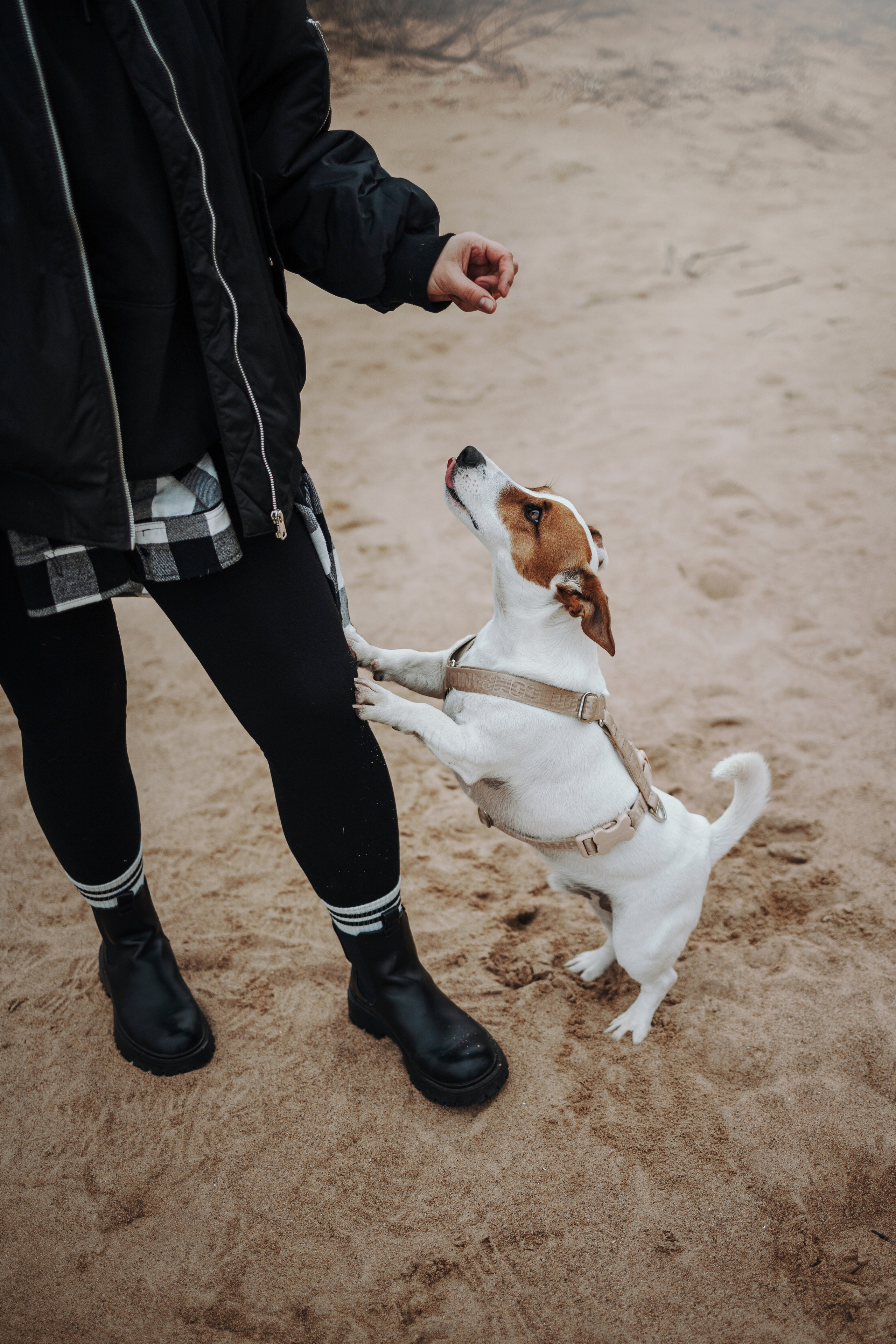 Саша и Джеки. Фотограф — Анималист | Санкт-Петербург