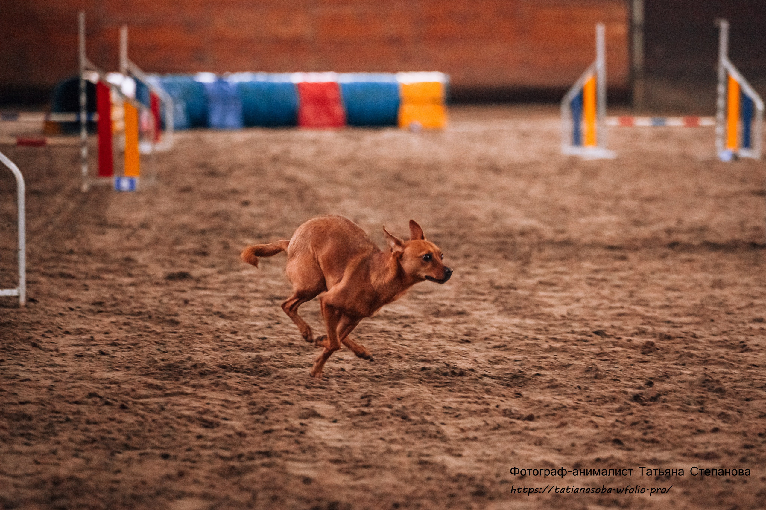Соревнования по Аджилити 25.02.2024. Фотограф-анималист Татьяна Степанова