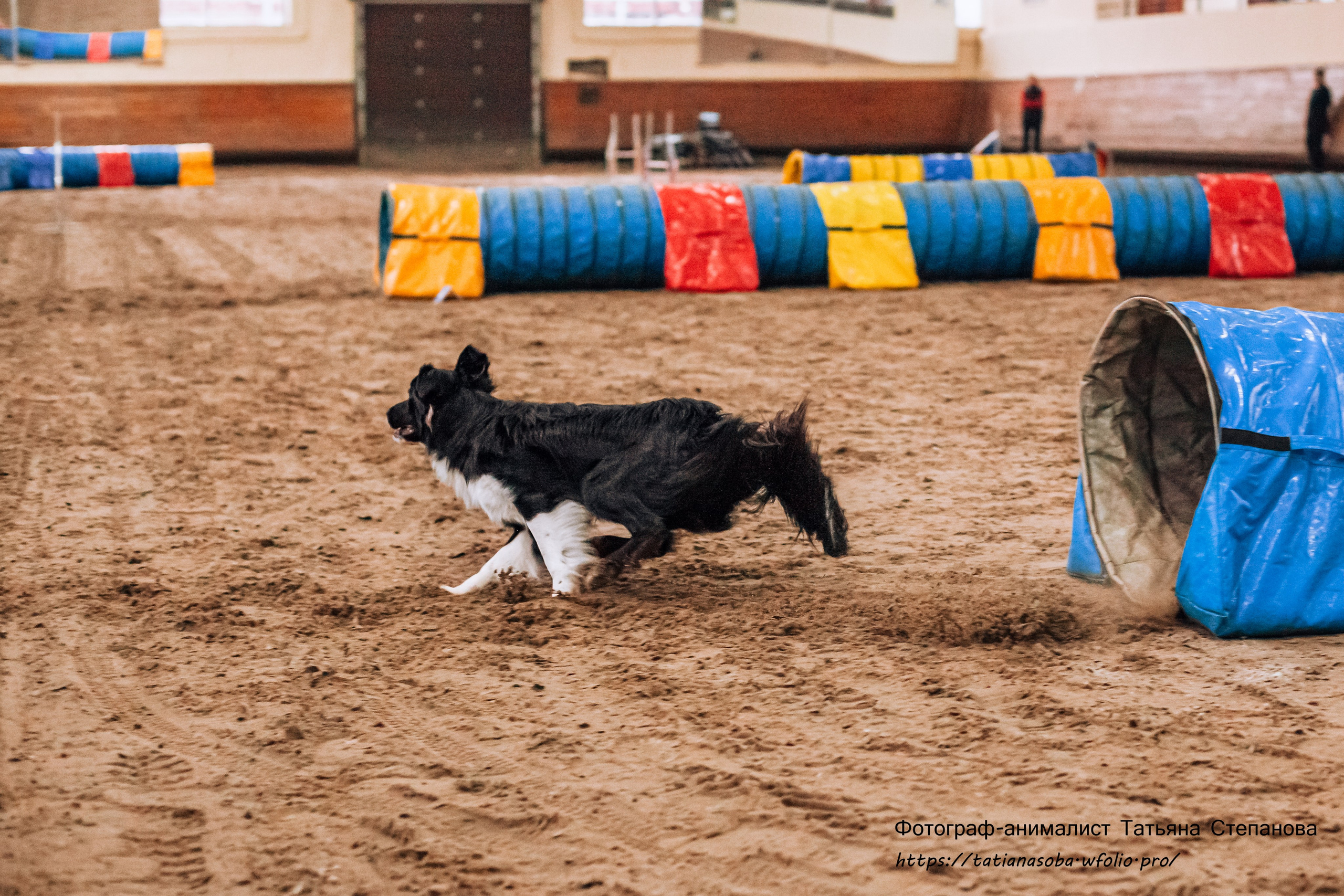 Соревнования по Аджилити 25.02.2024. Фотограф-анималист Татьяна Степанова